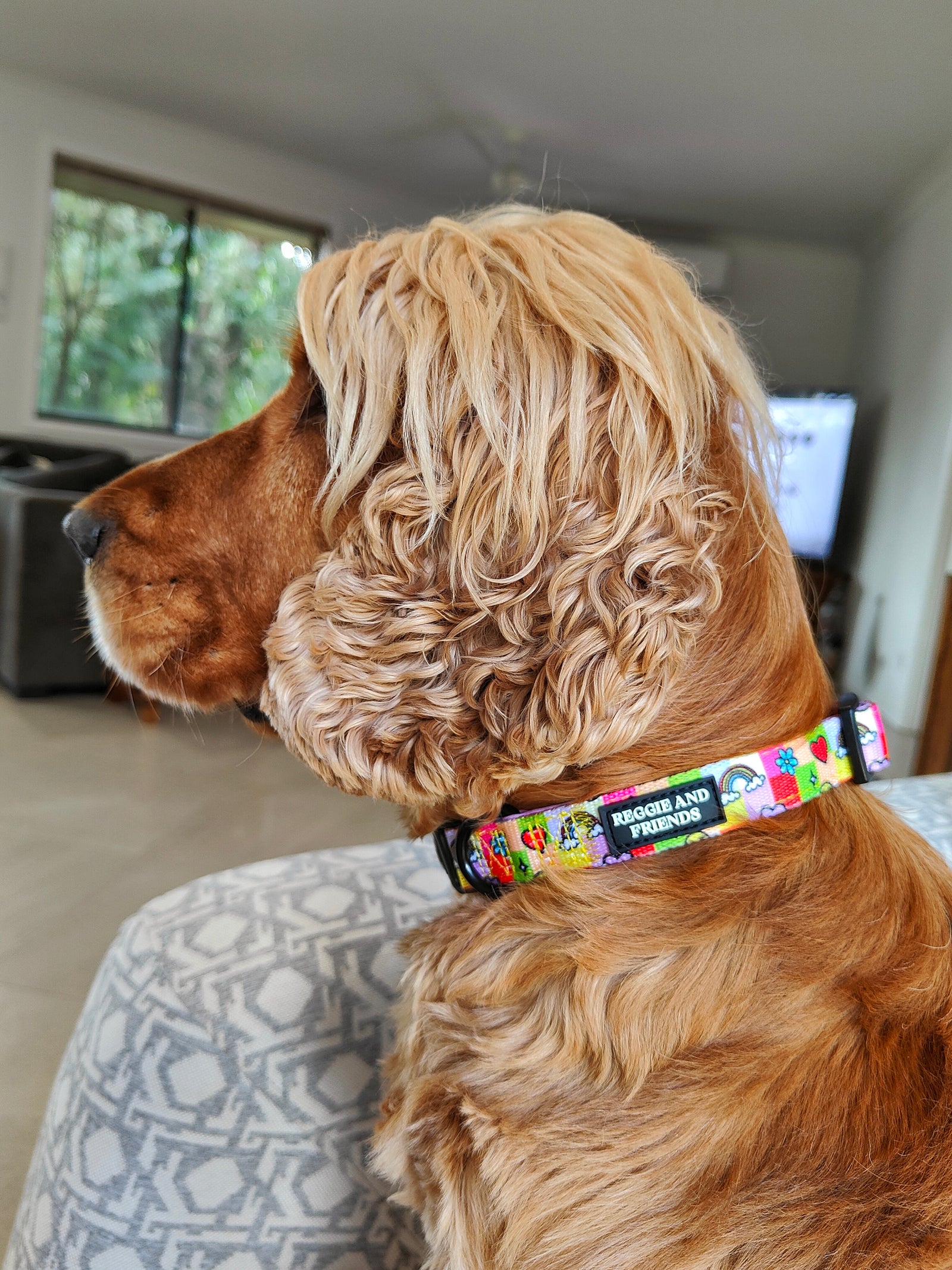 Small Dog Soft Collar - Reggie and Friends