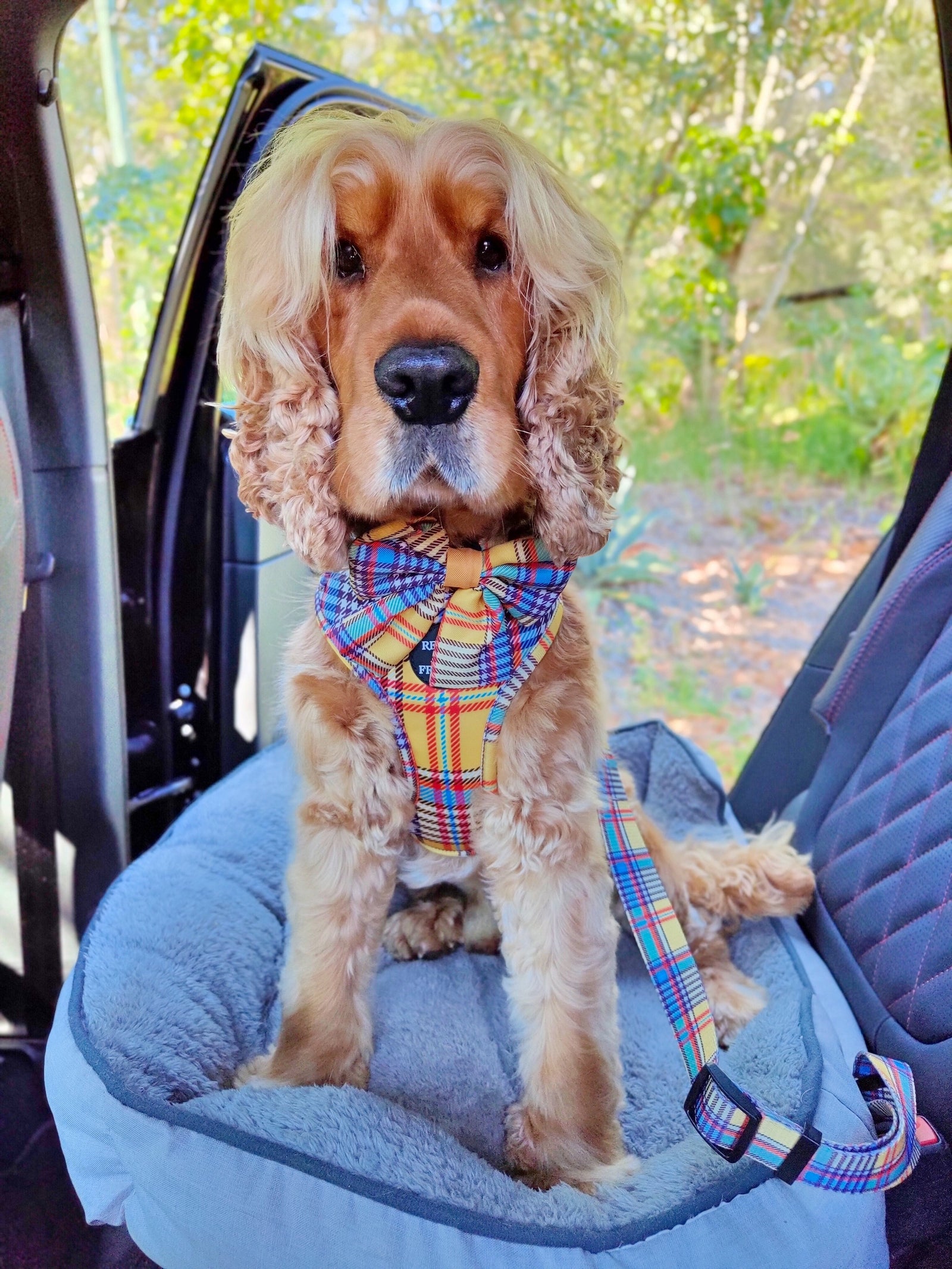 The most popular in Dog Car Harness and seat belt attachments - Reggie and Friends