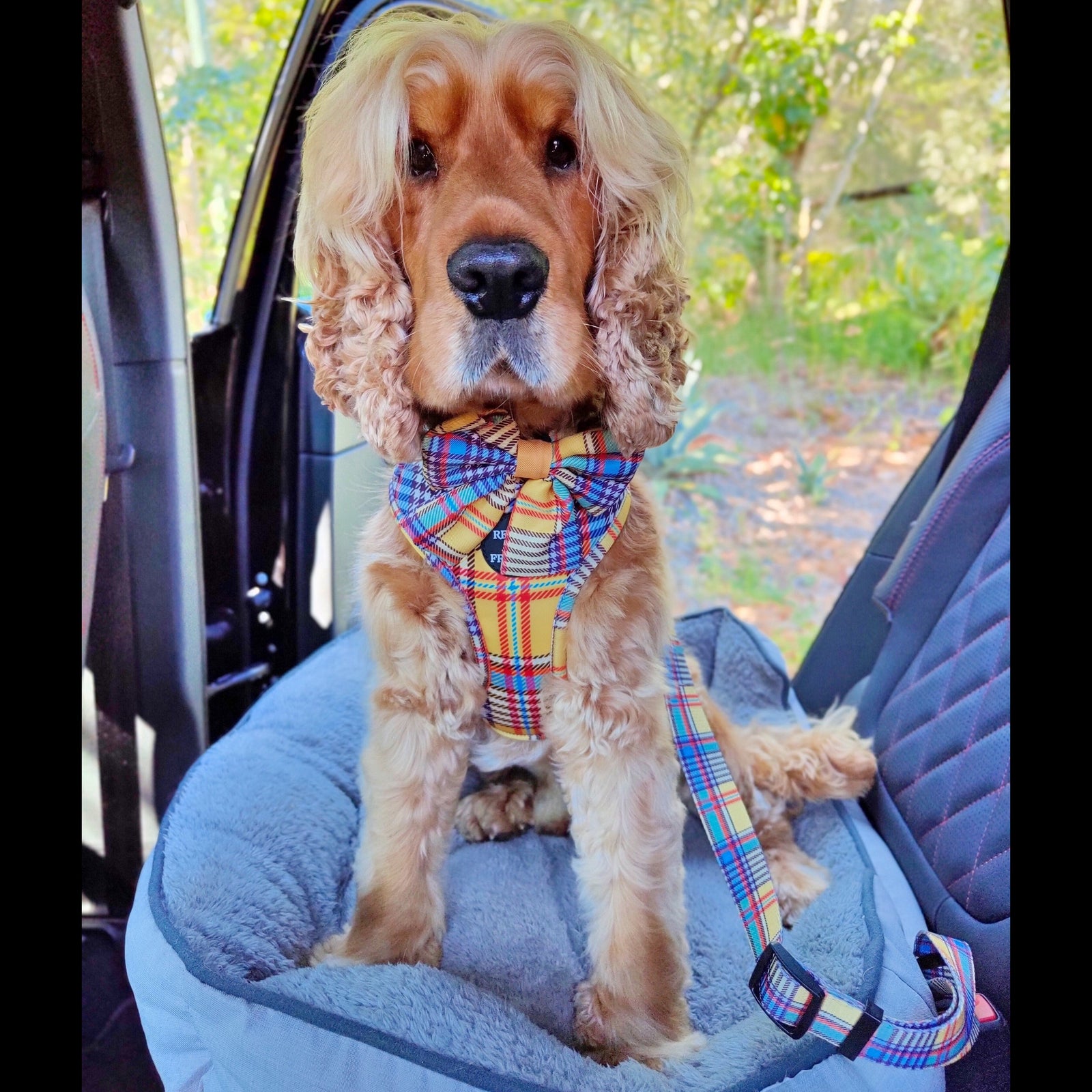 The most popular in Dog Car Harness and seat belt attachments - Reggie and Friends