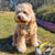 Cavoodle in Sunflower and Bee Dog Adjustable Harness - Reggie and Friends