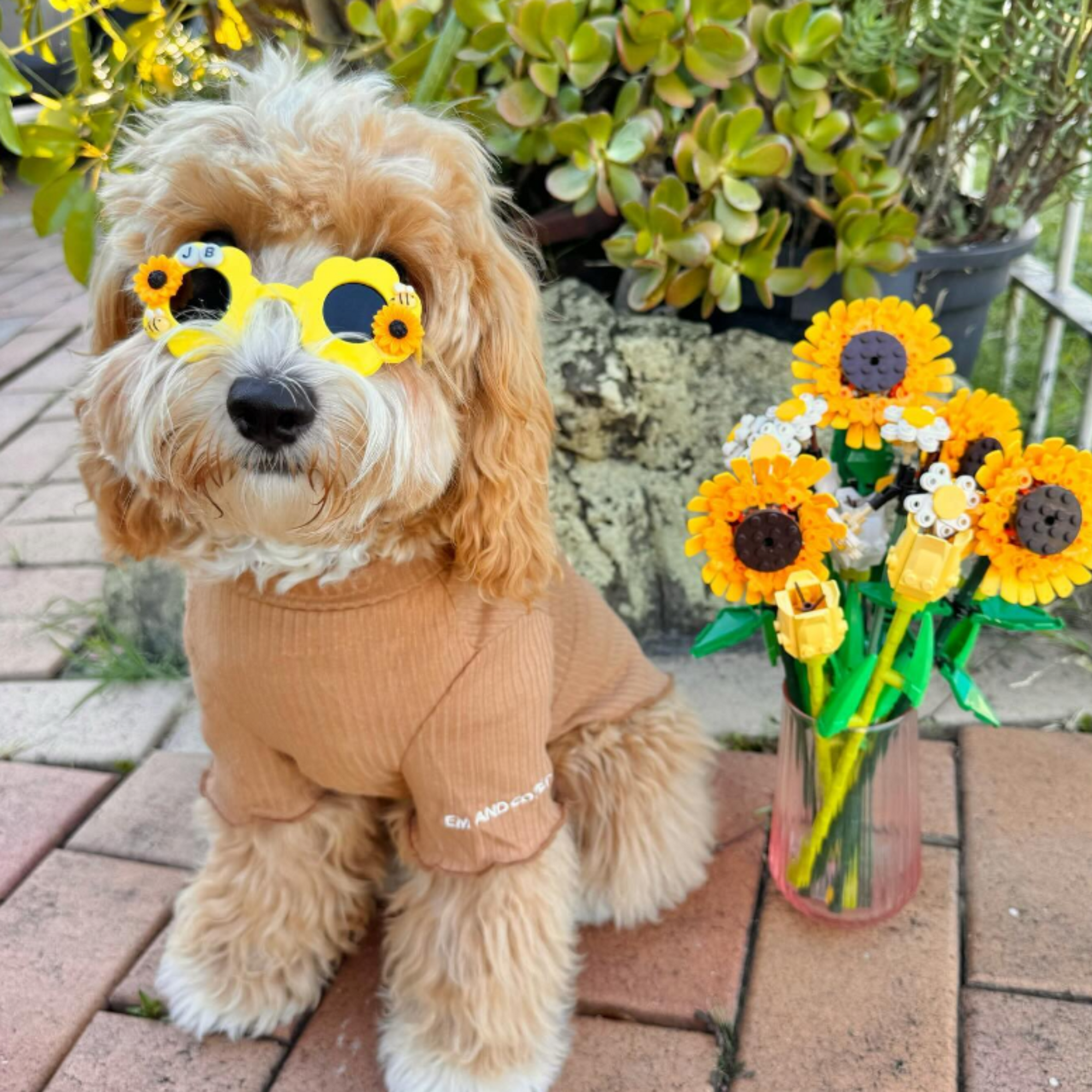 Cavoodle wearing Custom-Made-Sunflower-Pet Sunglasses - Reggie and Friends