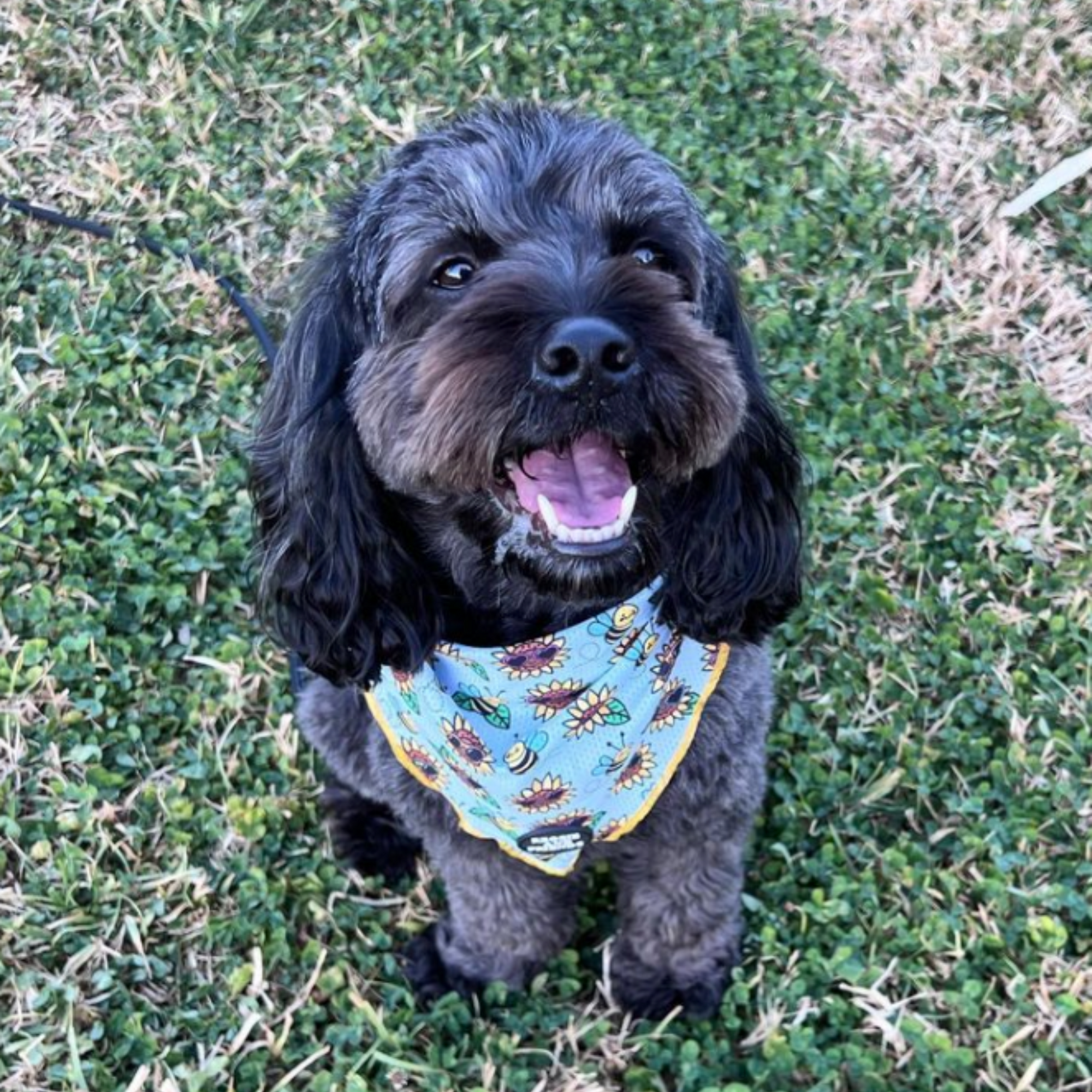 Cavoodle wearing Sunflower and Bee Dog Bandana - Reggie and Friends