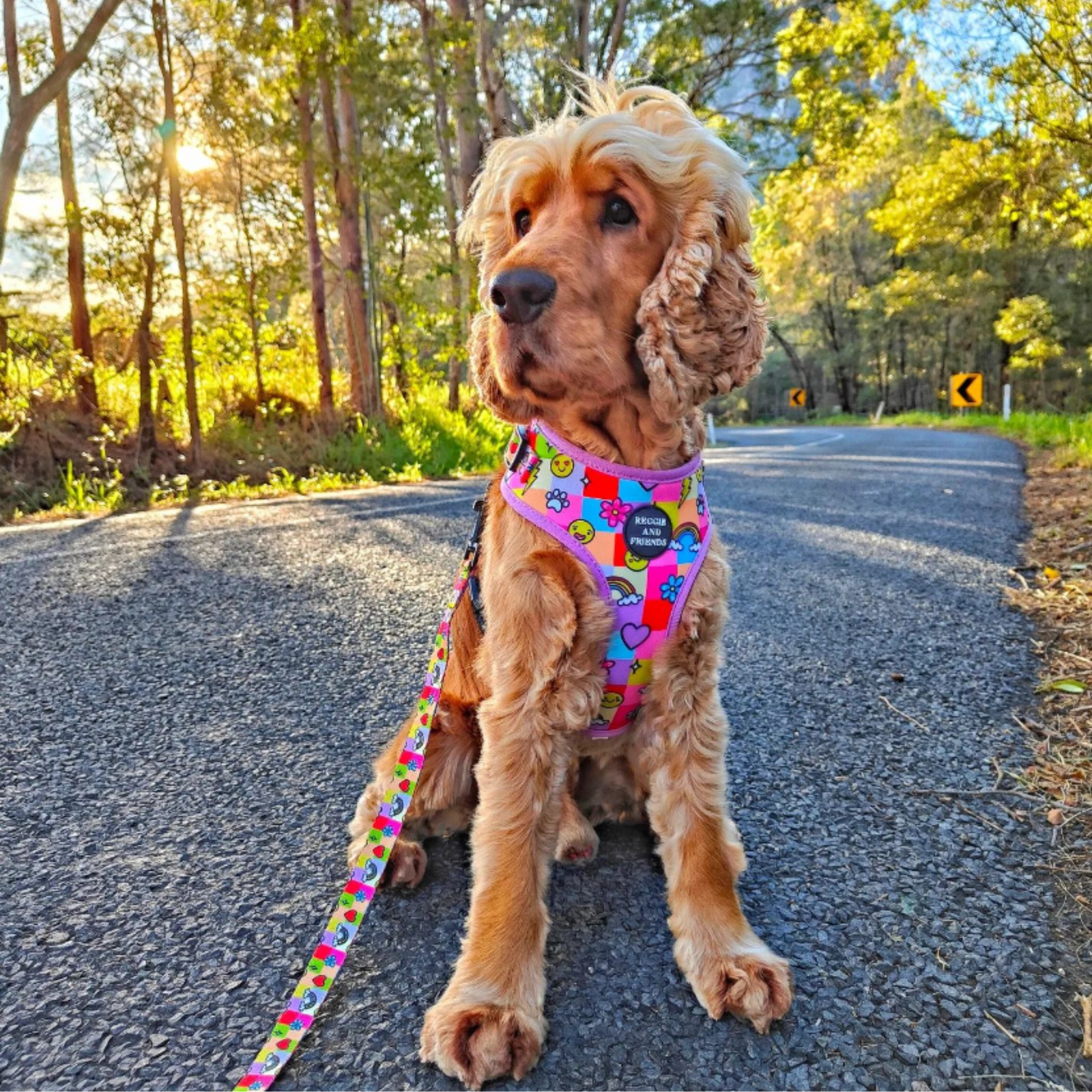 Cocker Spaniel Adjustable Pet Harness - Reggie and Friends