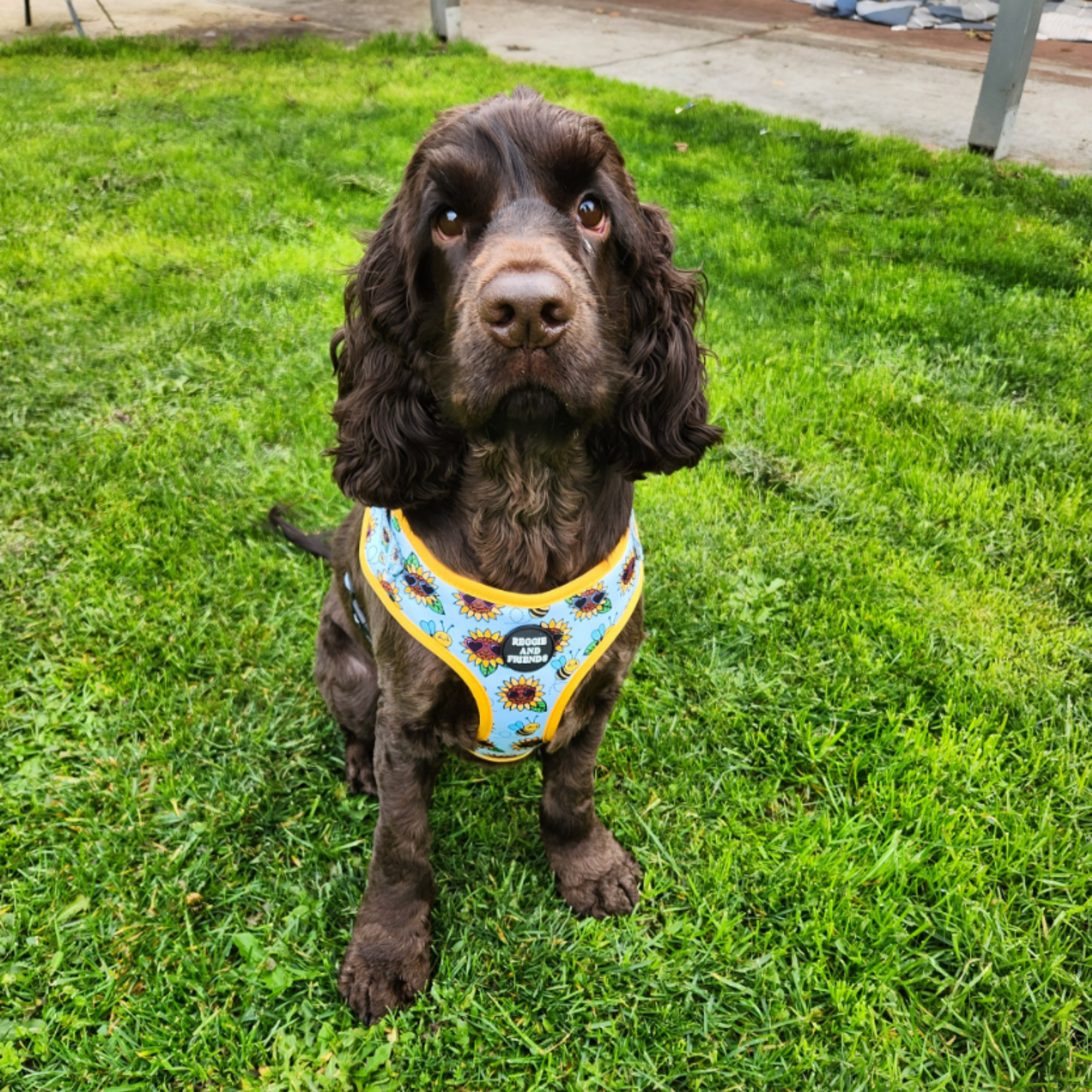 Cocker Spaniel in Sunflower and Bee Dog Adjustable Harness - Reggie and Friends