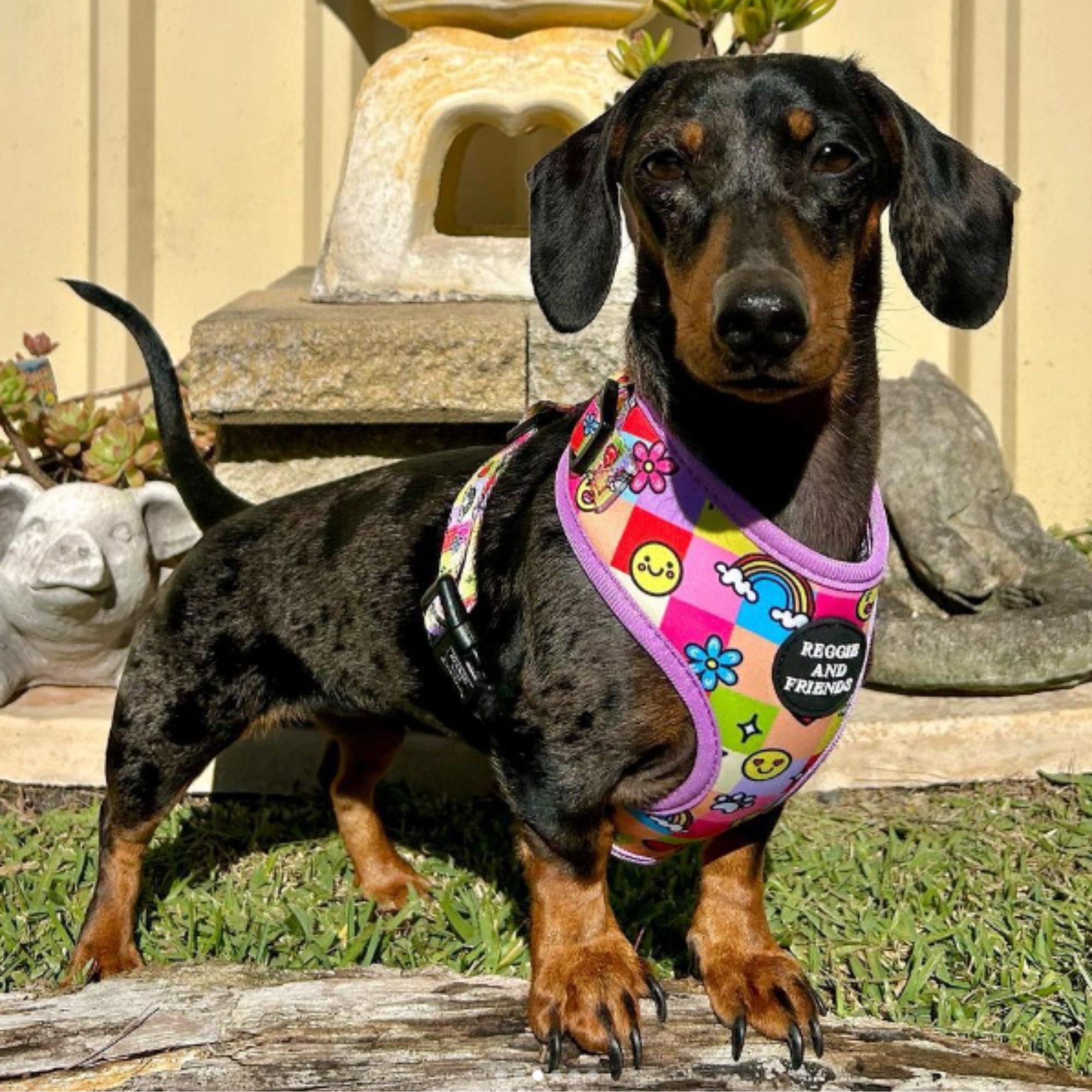 Dachshund Adjustable Pet Harness - Reggie and Friends