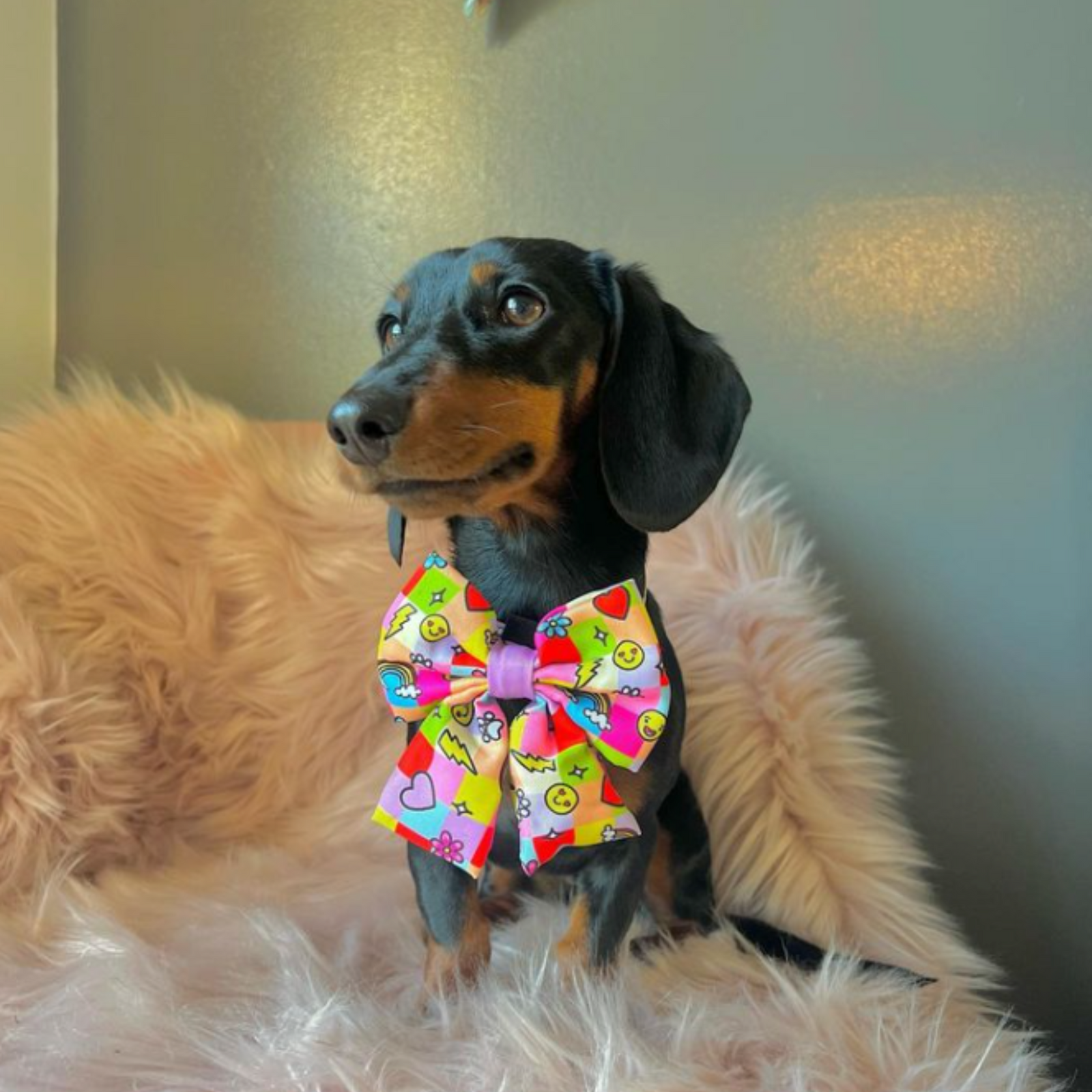 Dachshund Pet Bow - Reggie and Friends