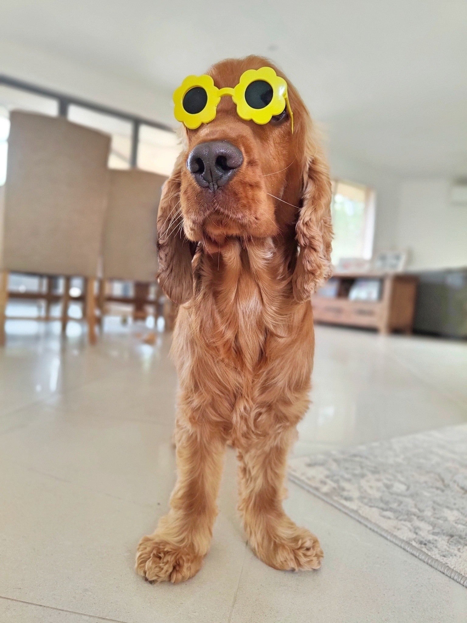 Yellow sunflower dog glasses - Large dog - Reggie and Friends