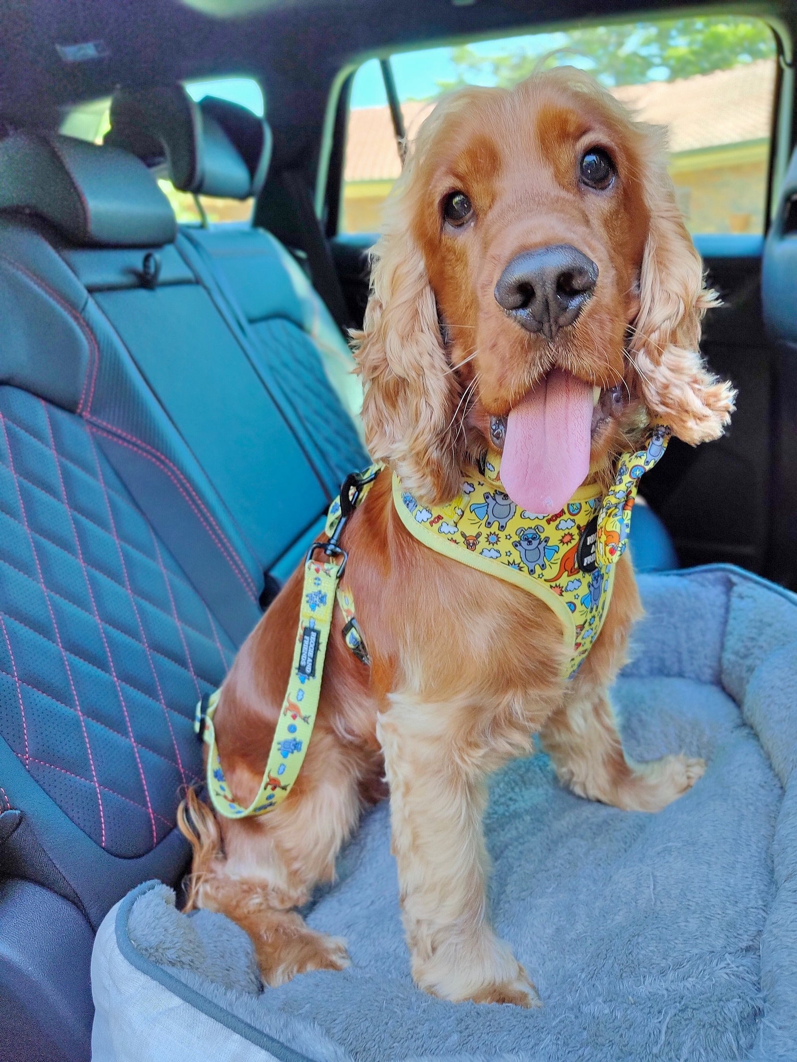 Dog Seat Belts & Car Protection - Reggie and Friends