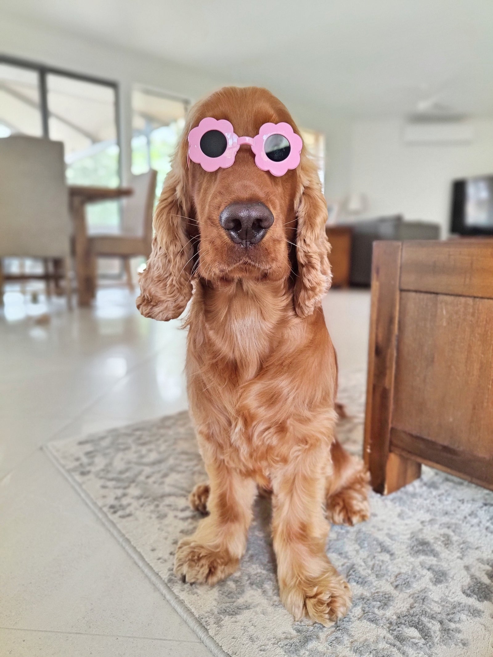 Pet Glasses Daisy Flower Pink - Reggie and Friends
