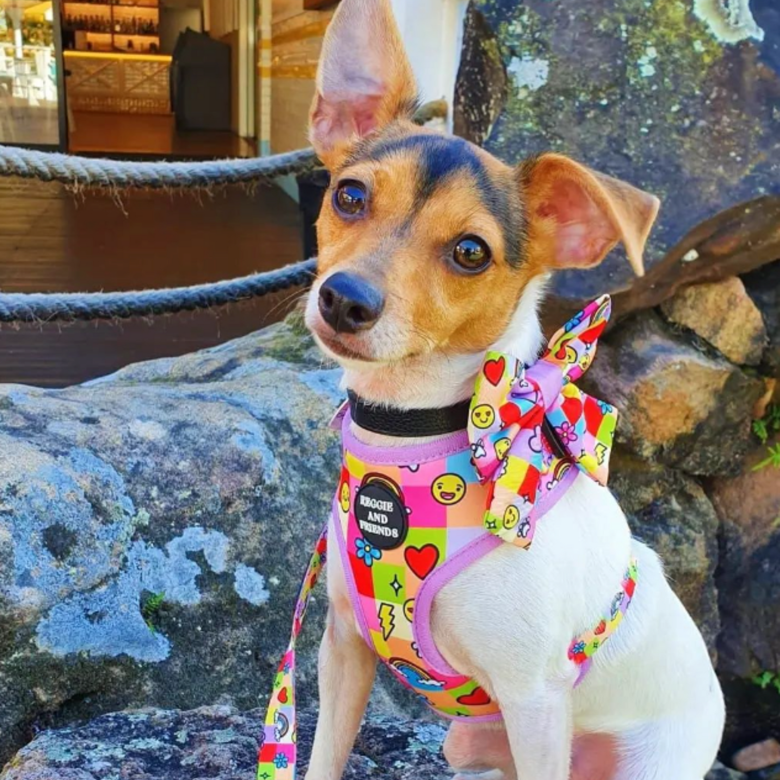 Foxy Adjustable Pet Harness - Reggie and Friends