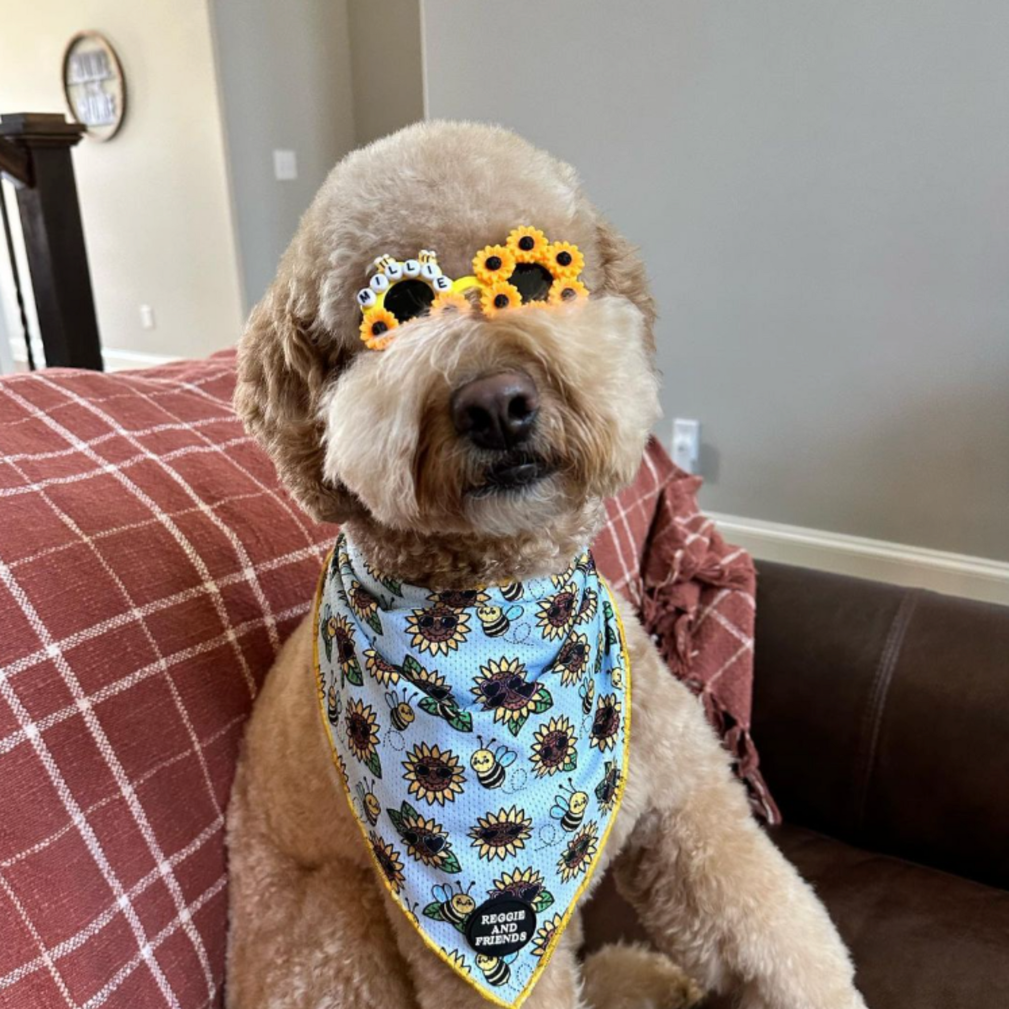 Groodle wearing Custom-Made-Sunflower-Pet Sunglasses - Reggie and Friends