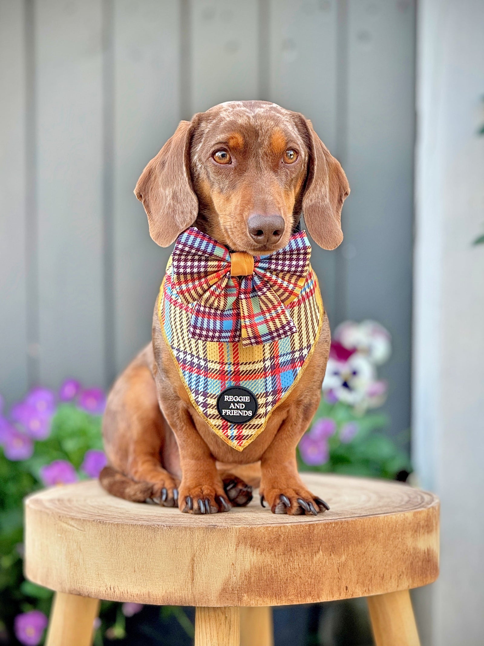 Cooling ideas for Dogs - Reggie and Friends