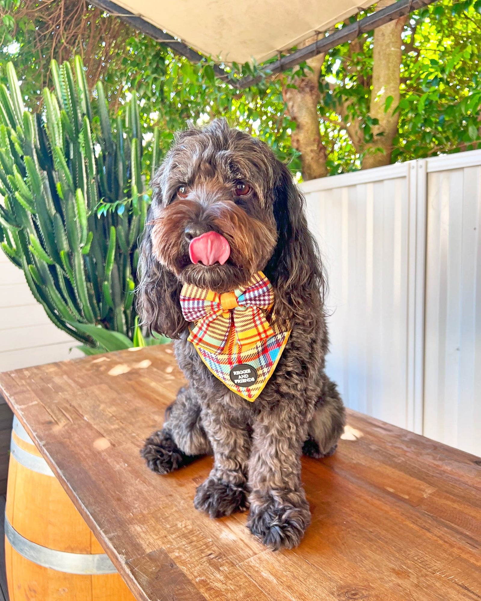 Tartan Scottish dog bow tie - Reggie and Friends
