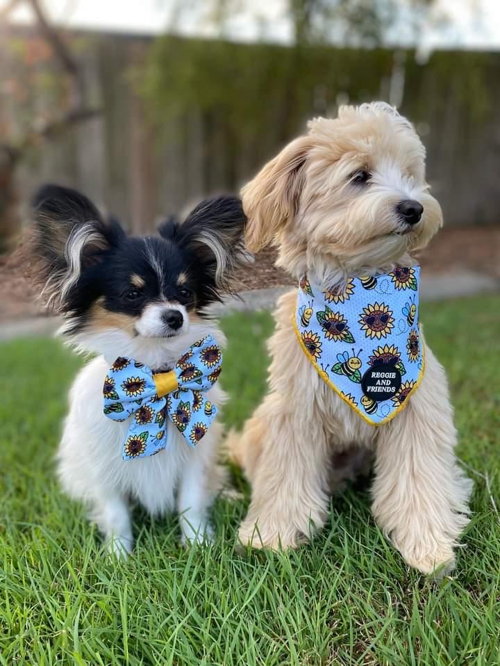 Cavoodle wearing Sunflower and Bee Dog Bandana Reggie and Friends