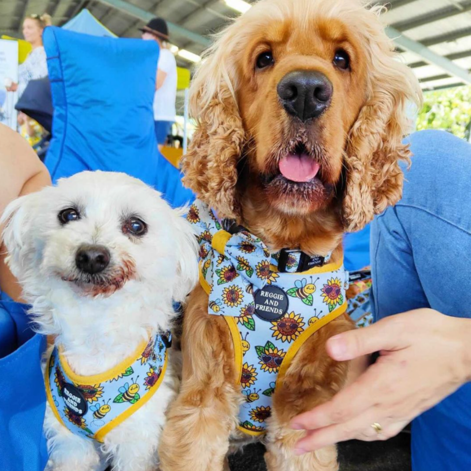Soft Dog Collar with Sunflowers and Bees - Reggie and Friends