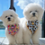 Sunflower and Bee Sailor Dog Bow Tie - Reggie and Friends