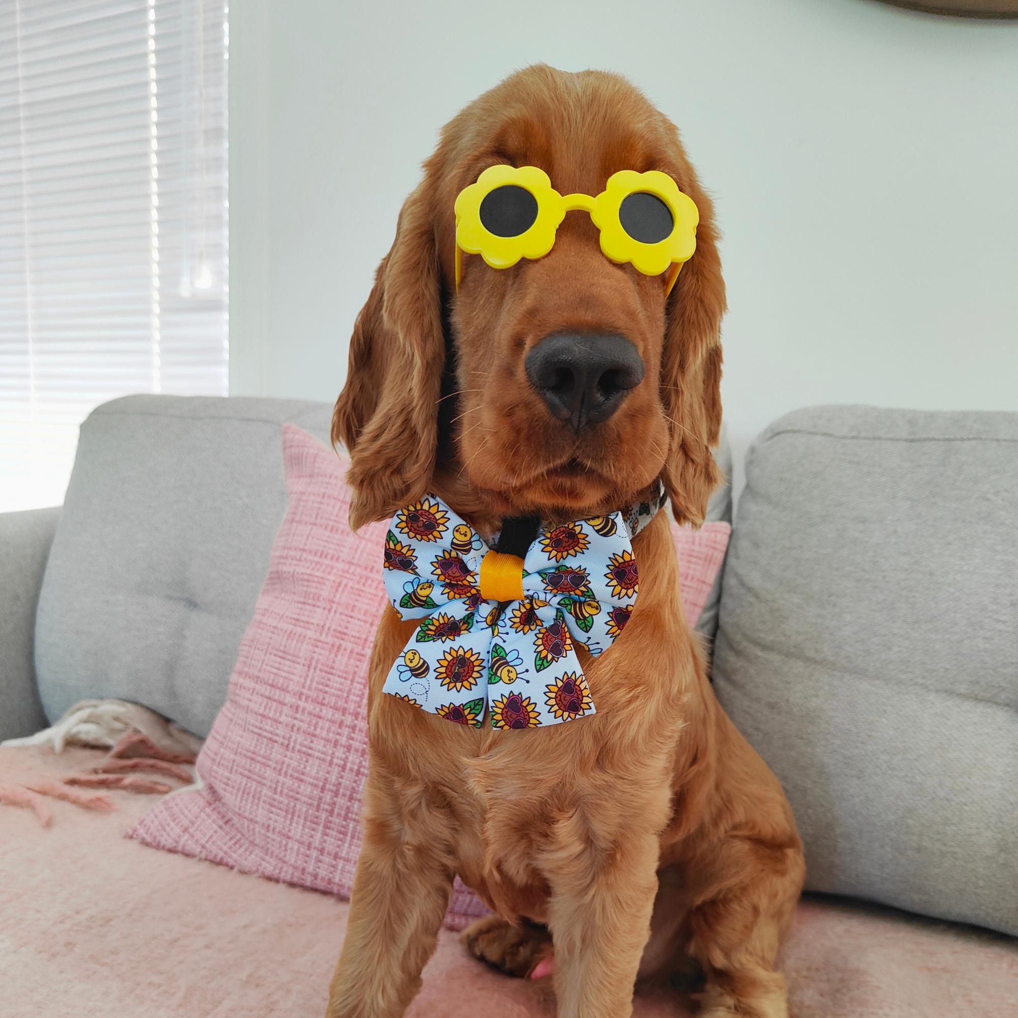 Sunglass Accessories for pets - Reggie and Friends