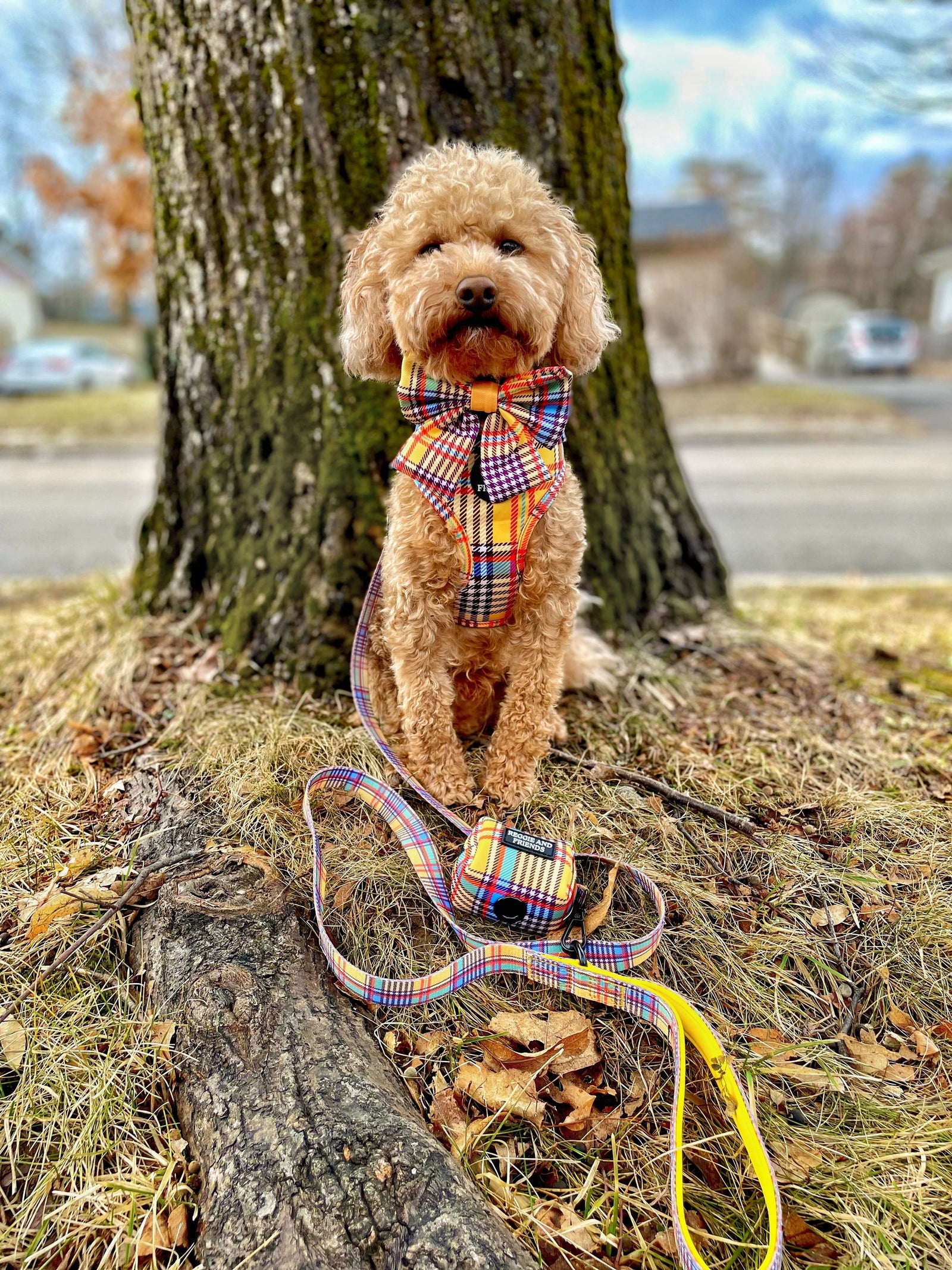 Pretty Dog Harness Australia Reggie and Friends