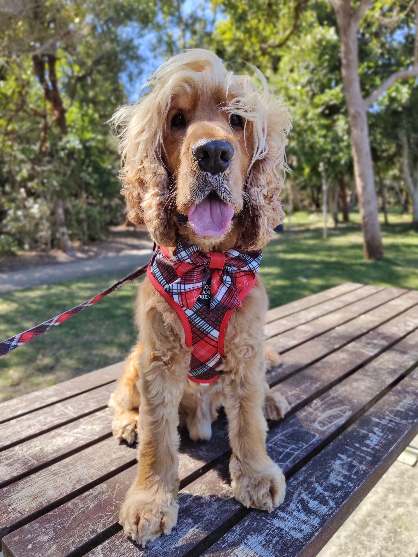 Tartan Bow Tie for dogs Australia - Reggie and Friends