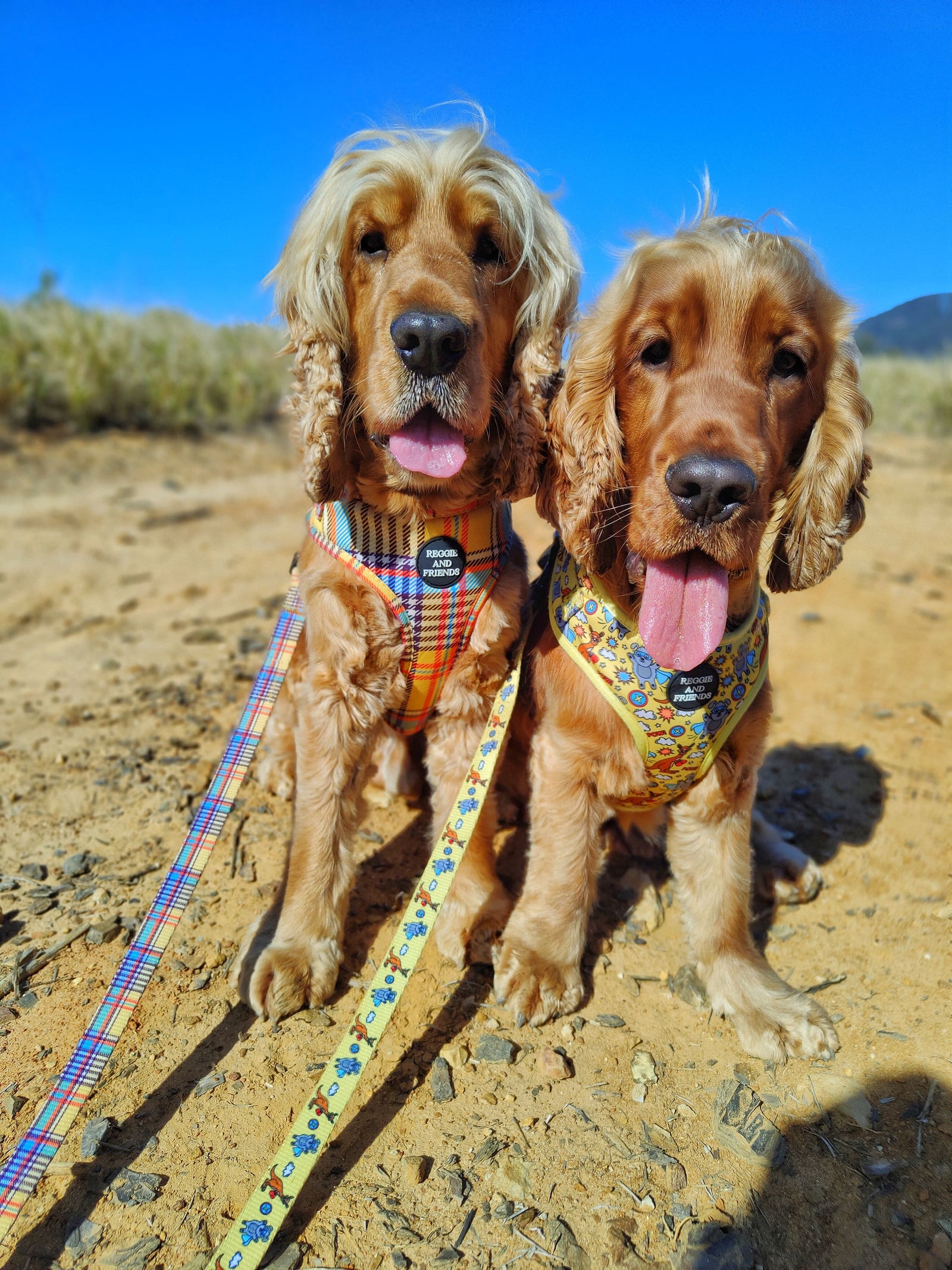 Yellow dog harness Australia Reggie and Friends