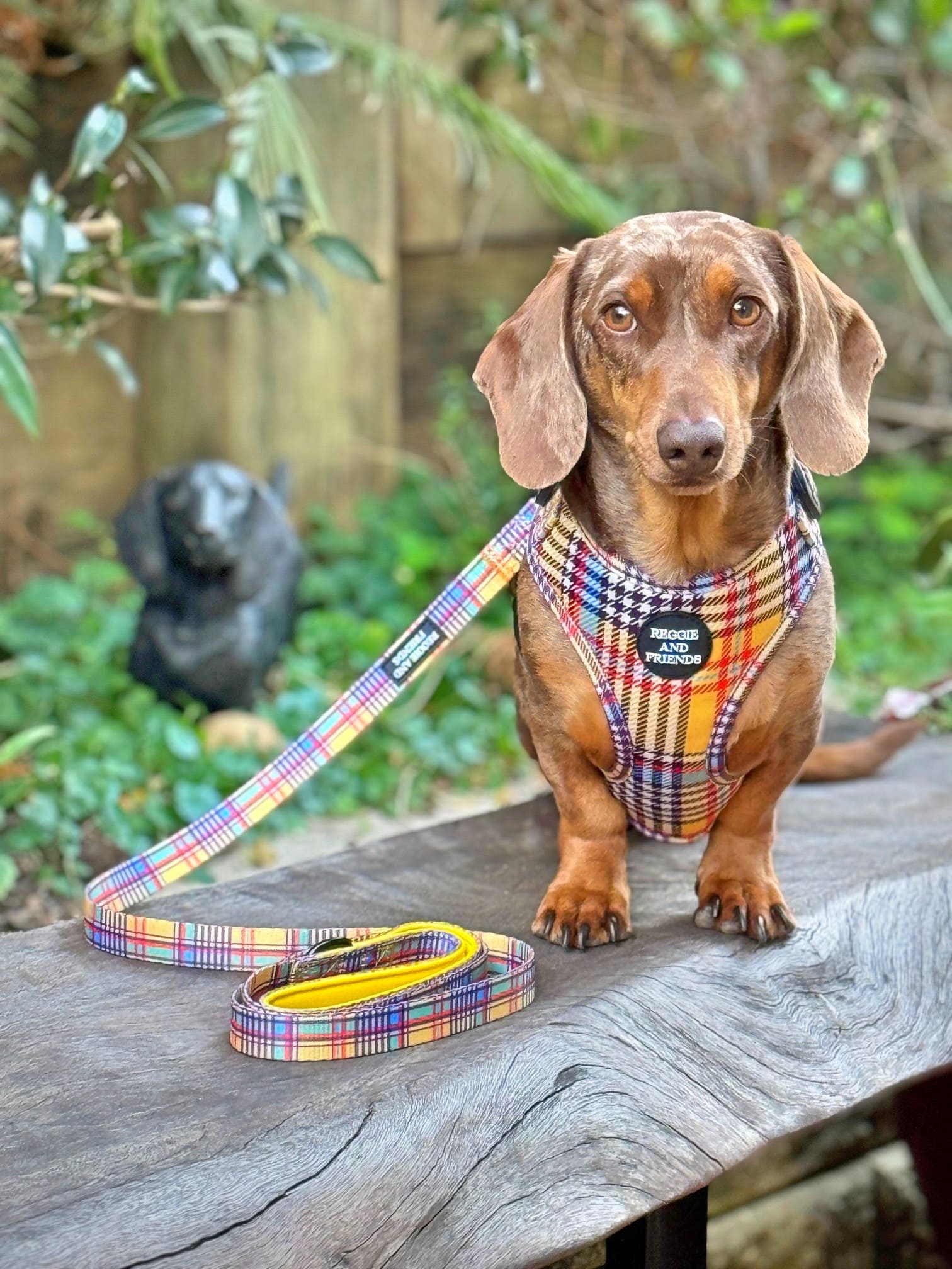 Cool Yellow Dog Harness Reggie and Friends