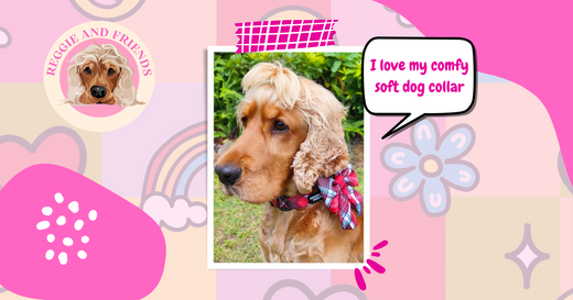 The best soft comfy dog collar