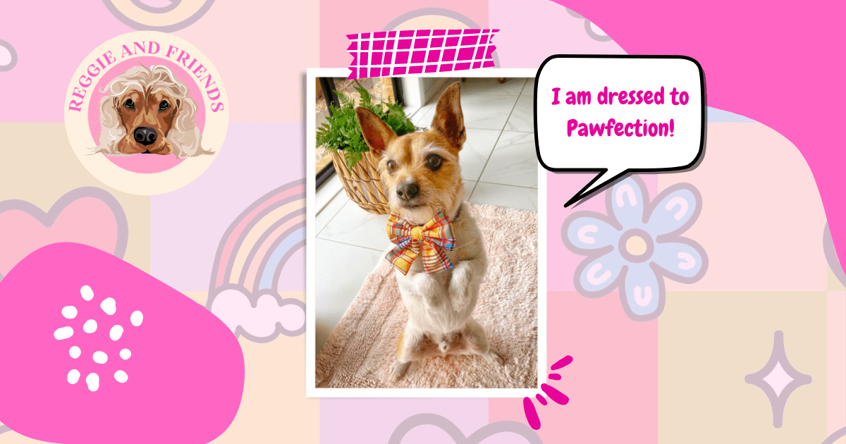 how to get a dog wearing a bow blog reggie and friends