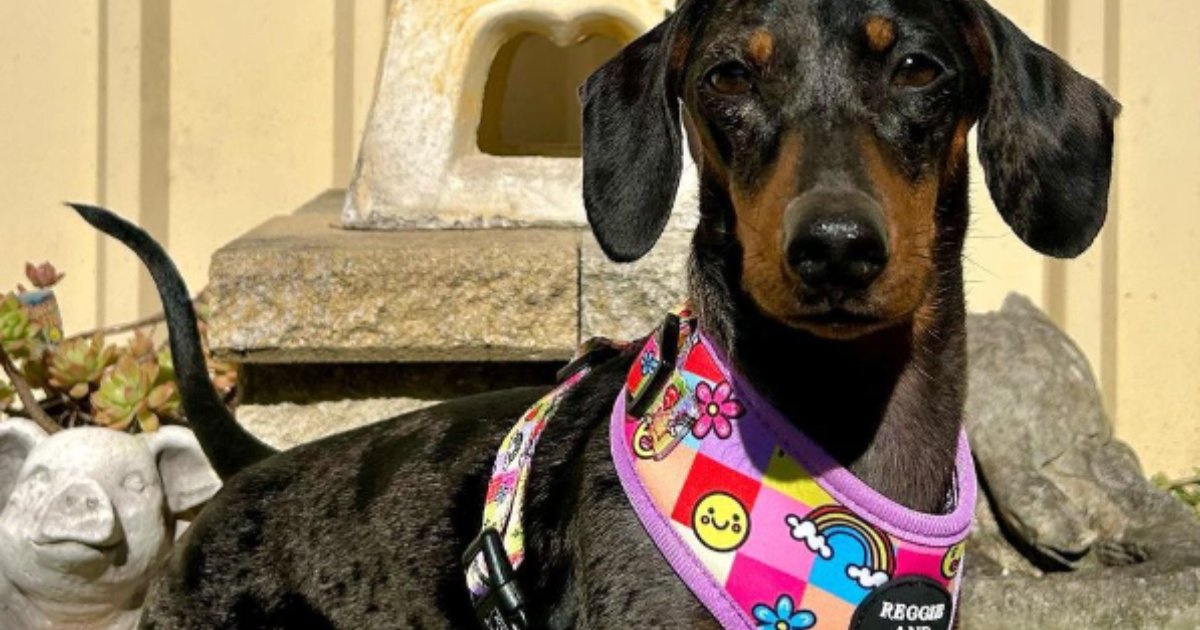 Pet Adjustable Harnesses