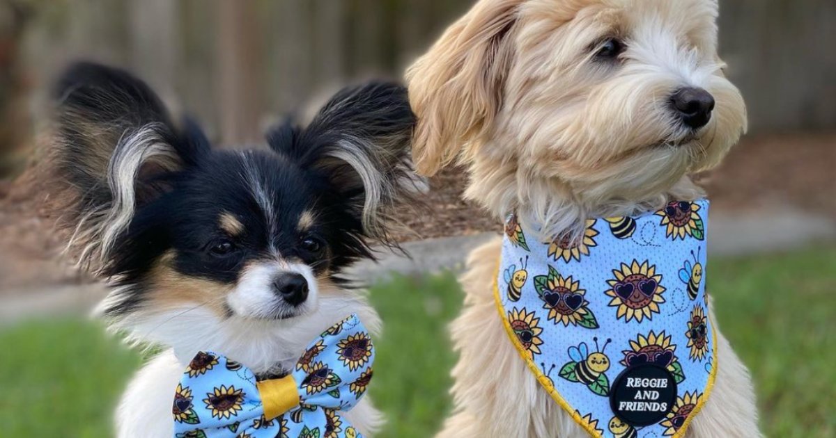 Bee Happy Collection