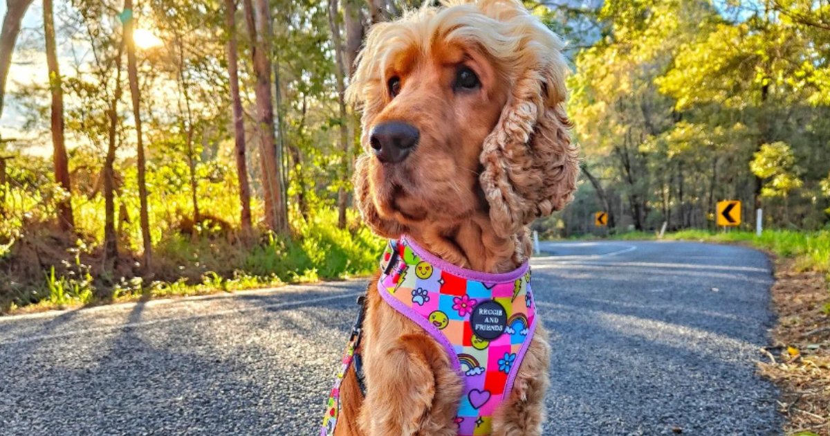 Happy Days Collection