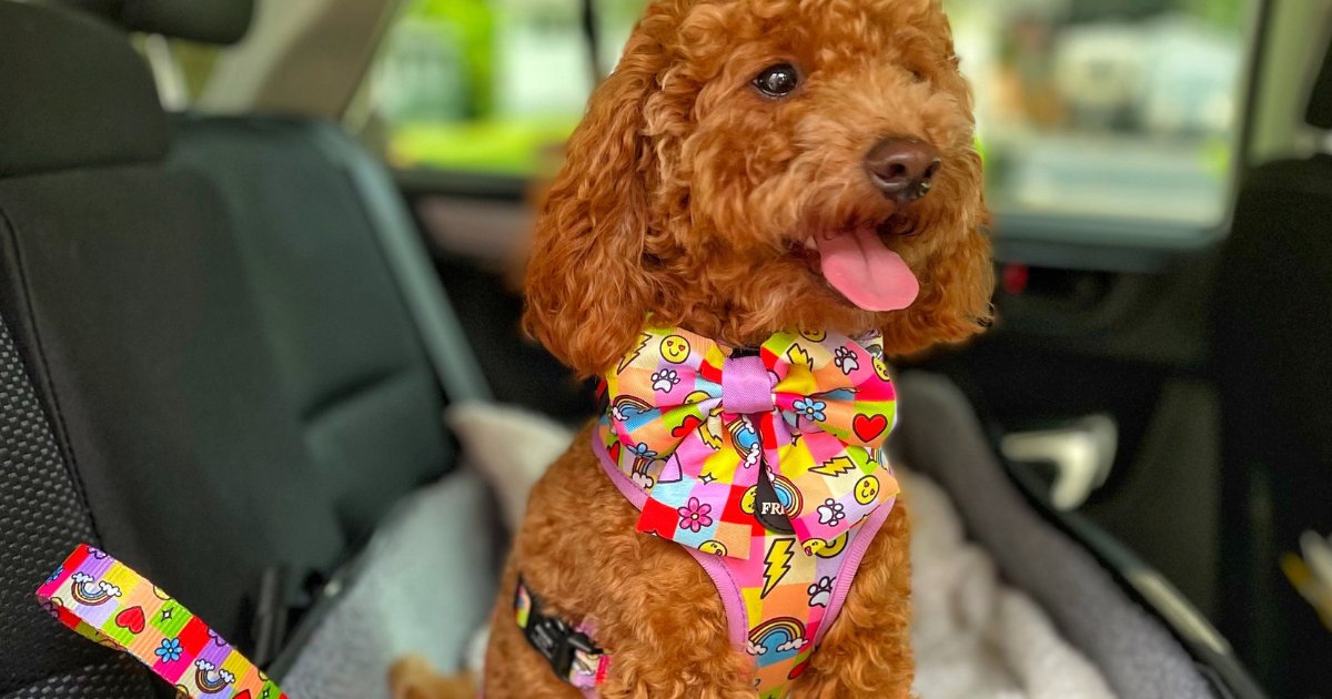 Pet Car Seat Belt Restraints