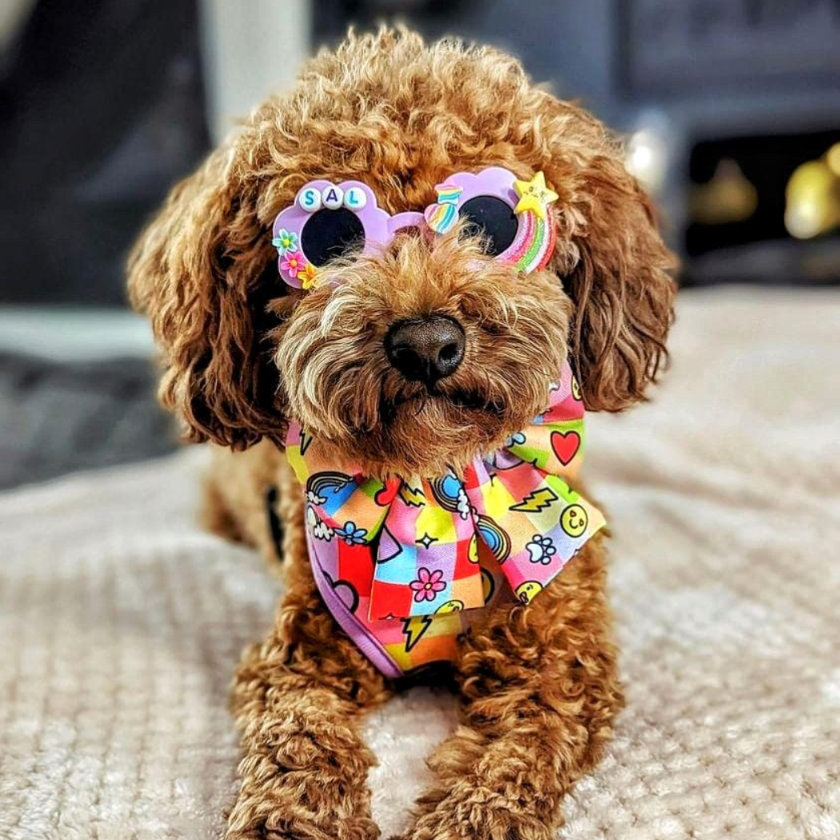 adjustable pet harness with emojis reggie and friends