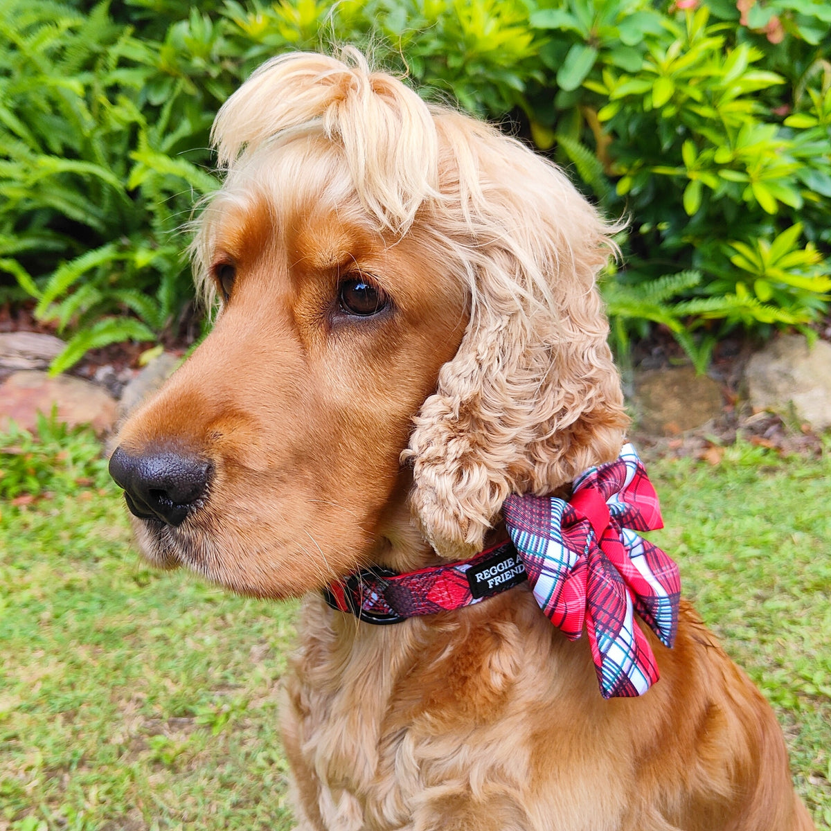 Red Tartan Designer Dog Collar Australia Reggie and Friends