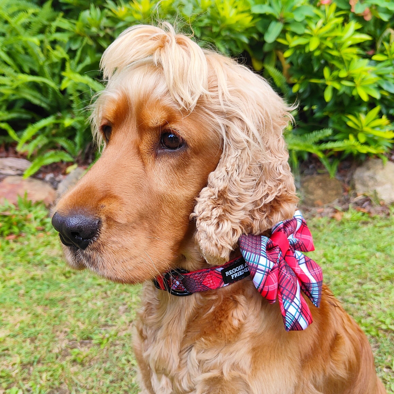 Red Tartan Designer Dog Collar Australia Reggie and Friends