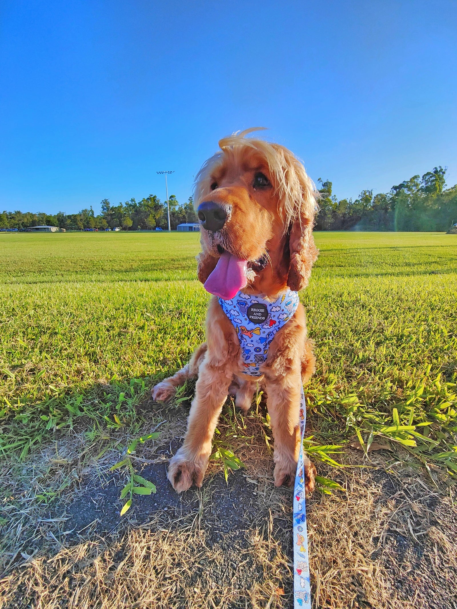 Light blue dog lead and collar Australia Reggie and Friends