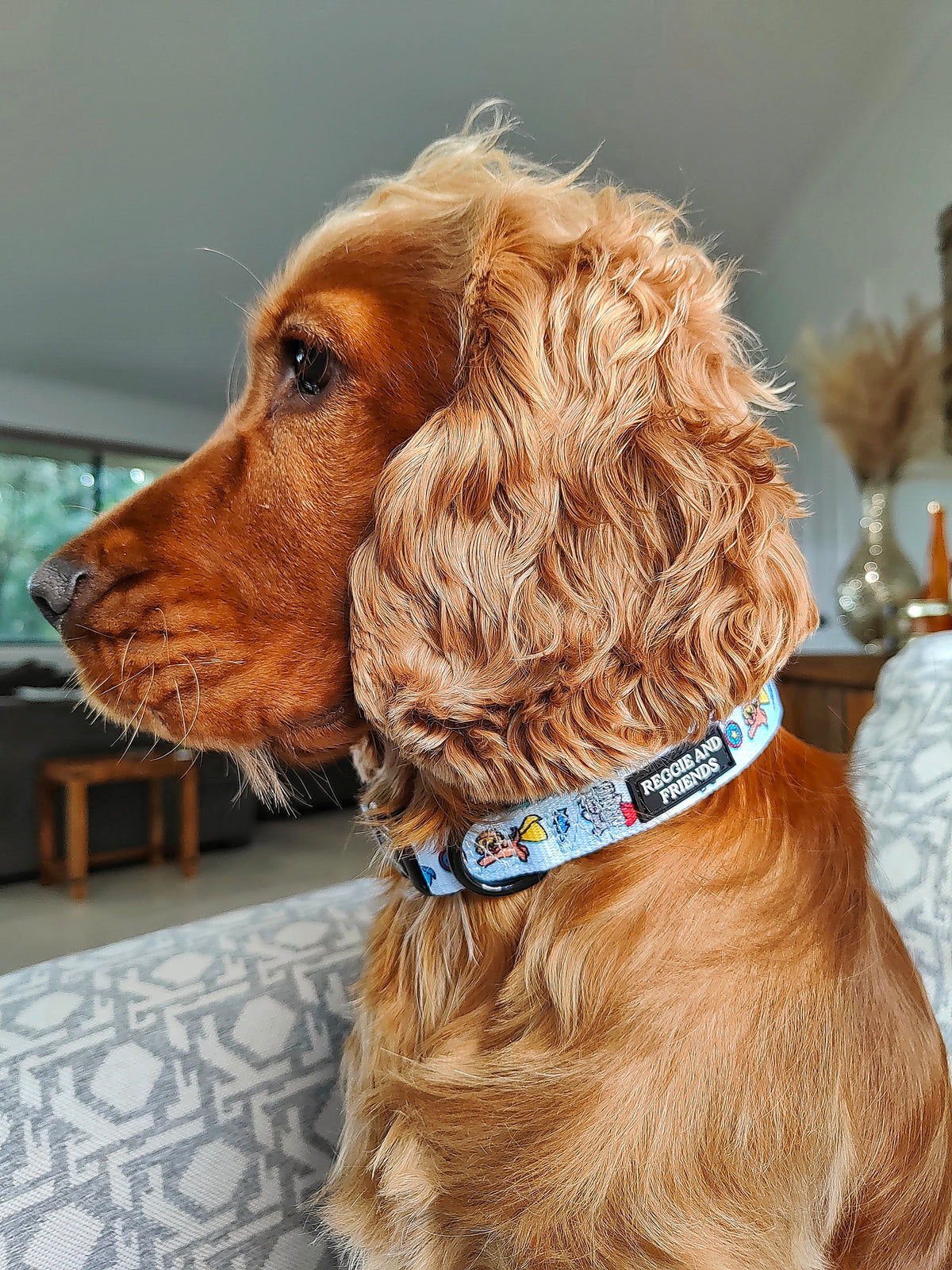 Unique Dog Collars Australia Reggie and Friends