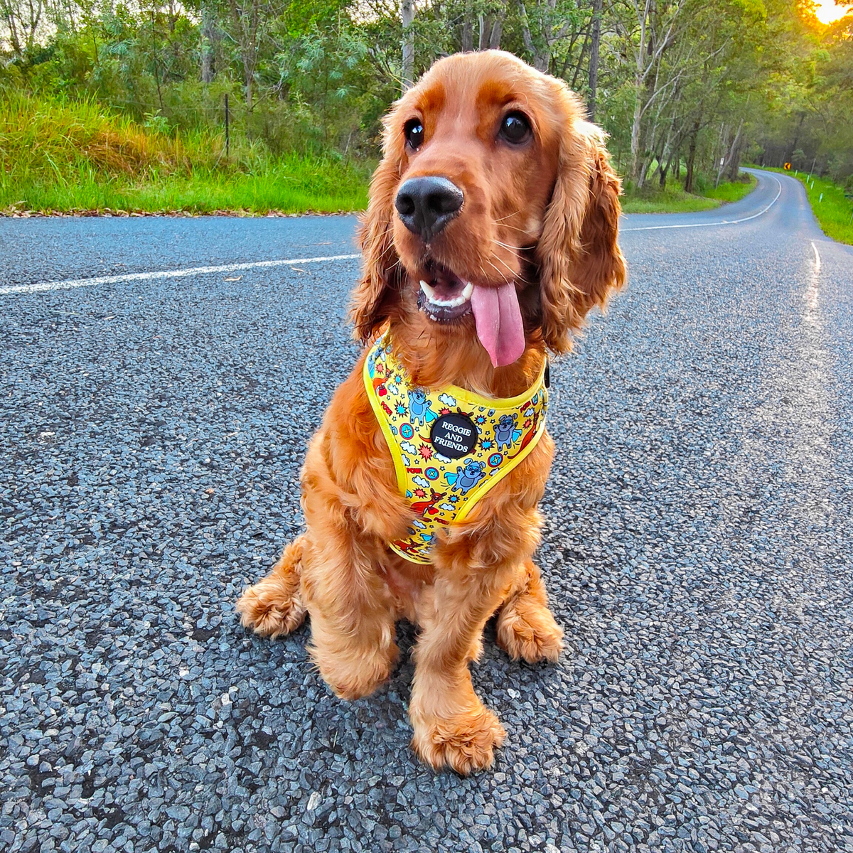 Cocker Spaniel Dog Harness - Reggie and Friends