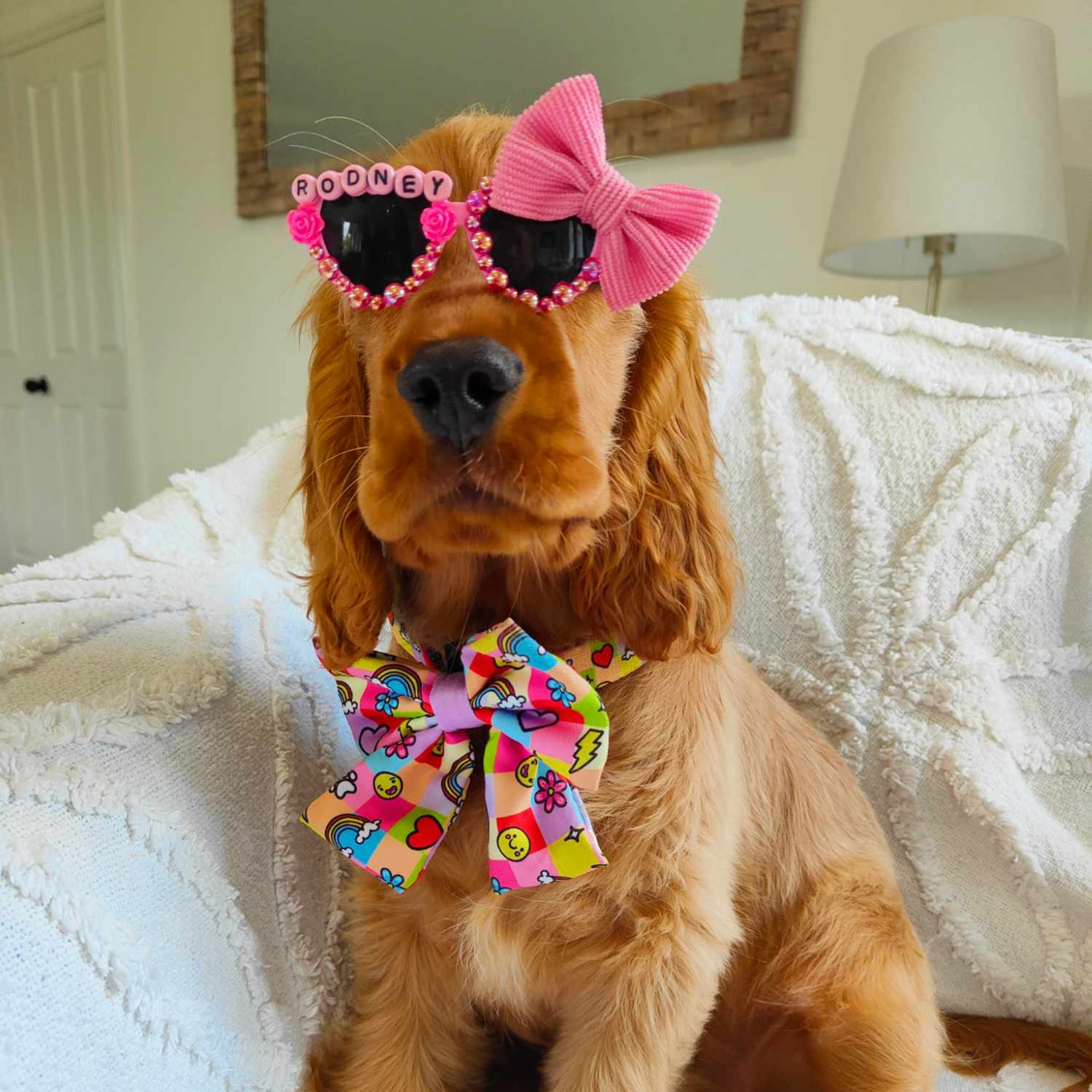 Cocker Spaniel in Sunglasses - Reggie and Friends