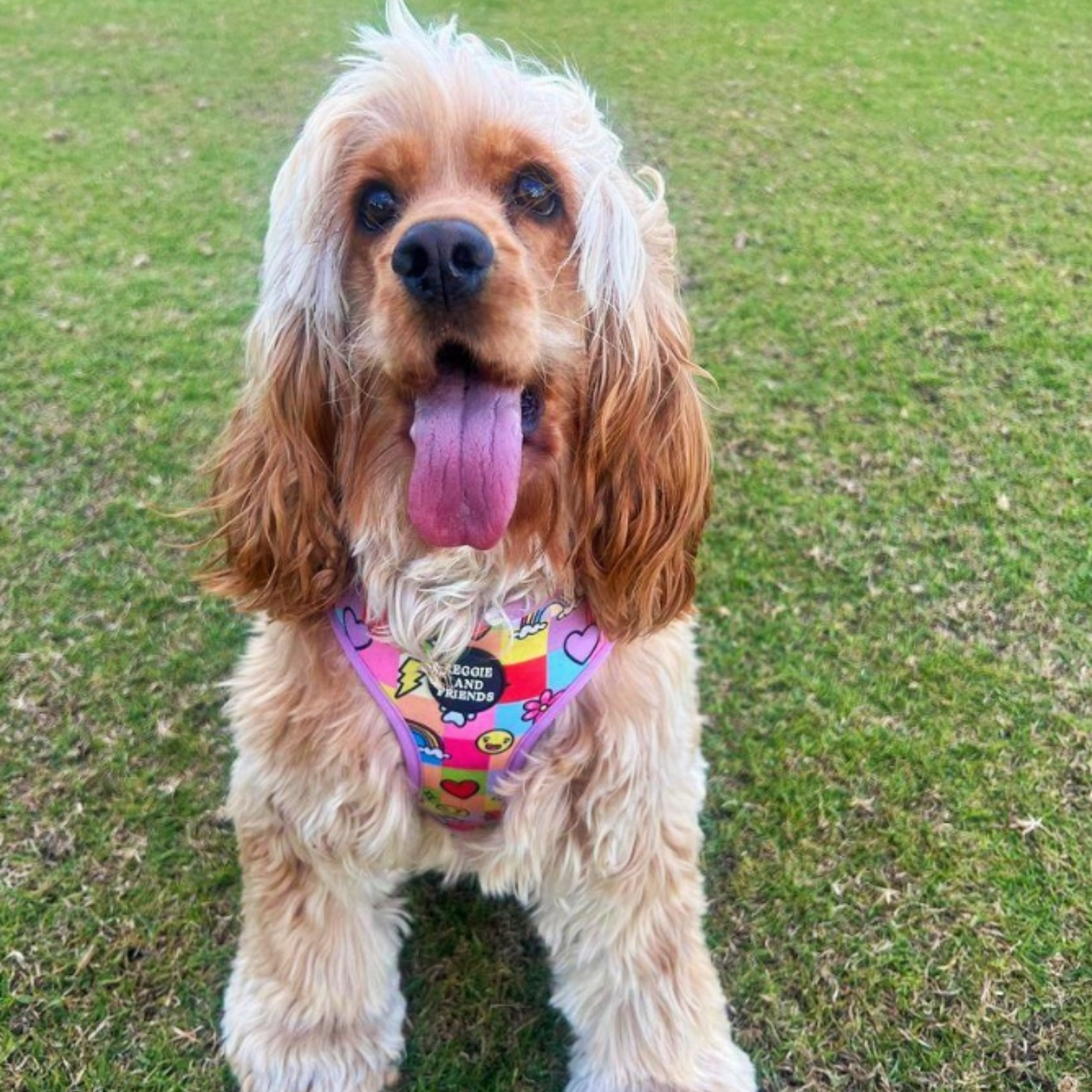 Colourful Adjustable Pet Harness - Reggie and Friends