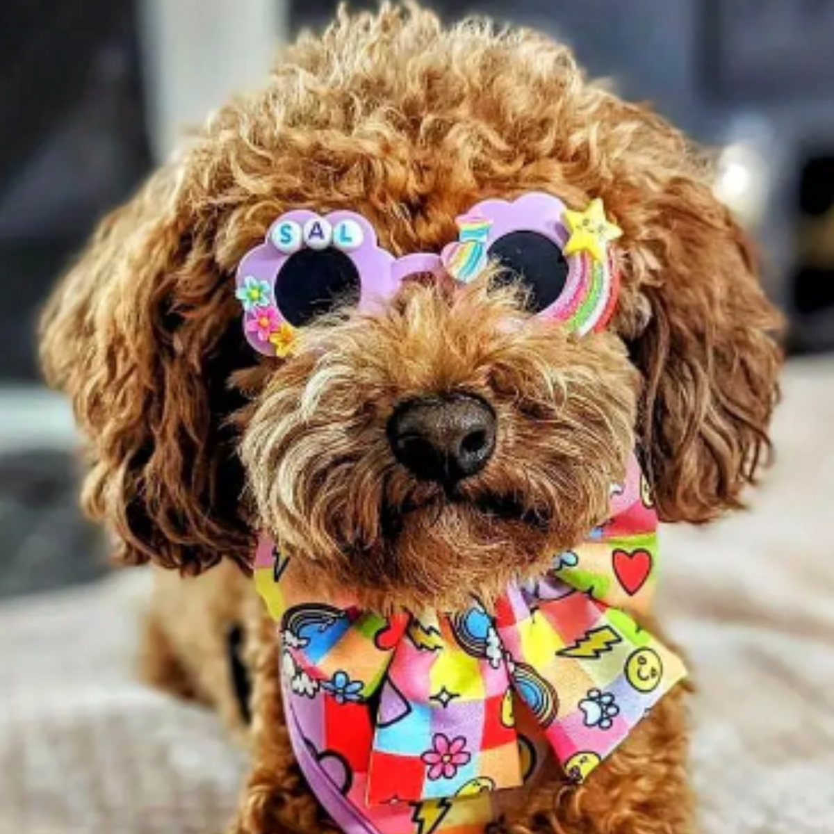 Custom Made Dog Glasses - Reggie and Friends