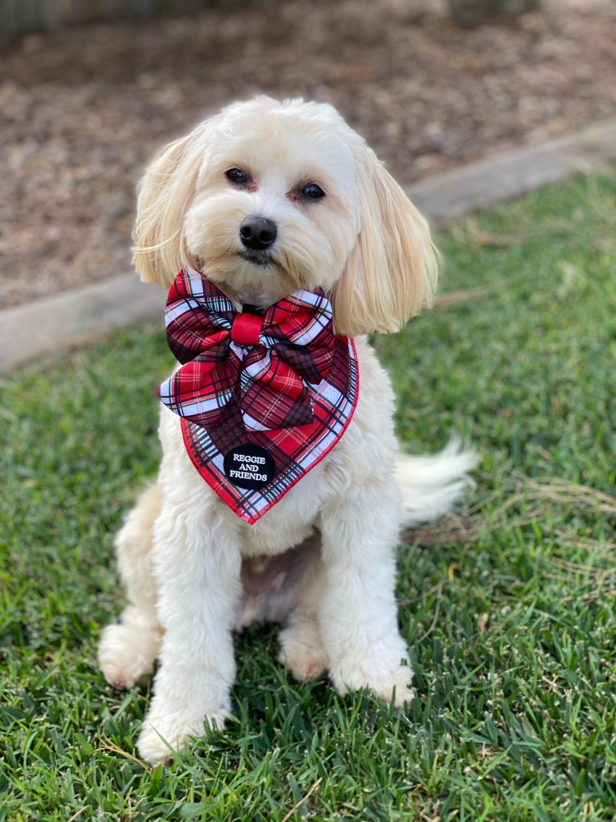 Stylish Accessories for Dogs - Reggie and Friends