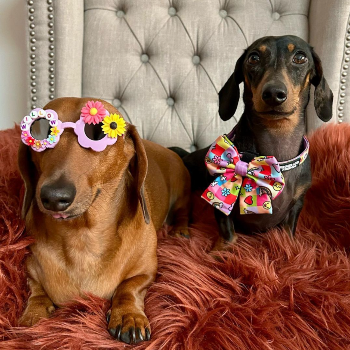 Dachshund Soft Dog Collar - Reggie and Friends