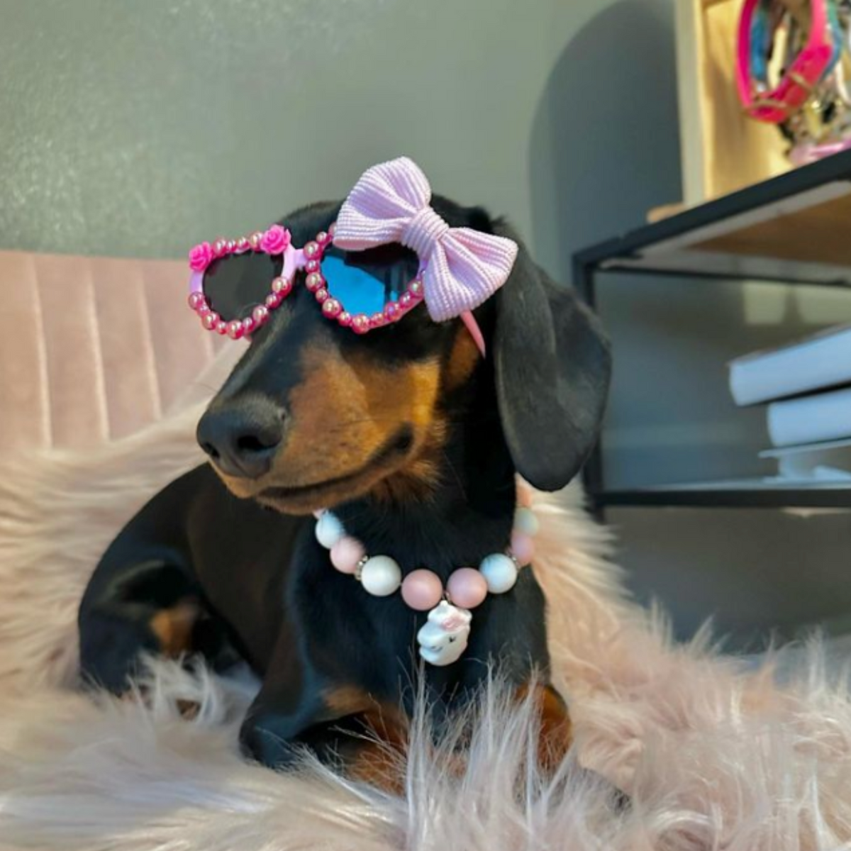 Dachshund in Sunglasses - Reggie and Friends