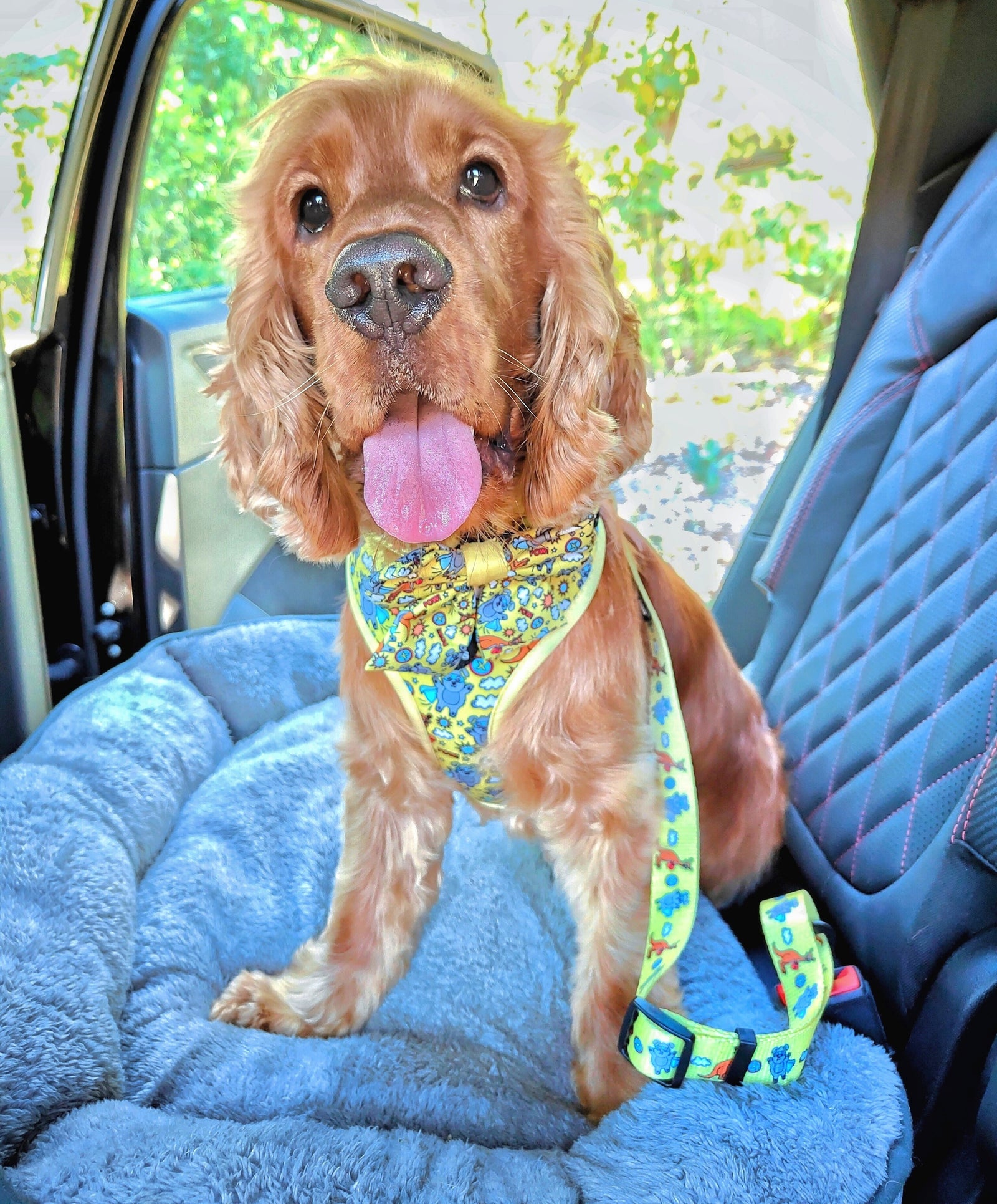 Best Car Seat Belts for Dogs - Reggie and Friends