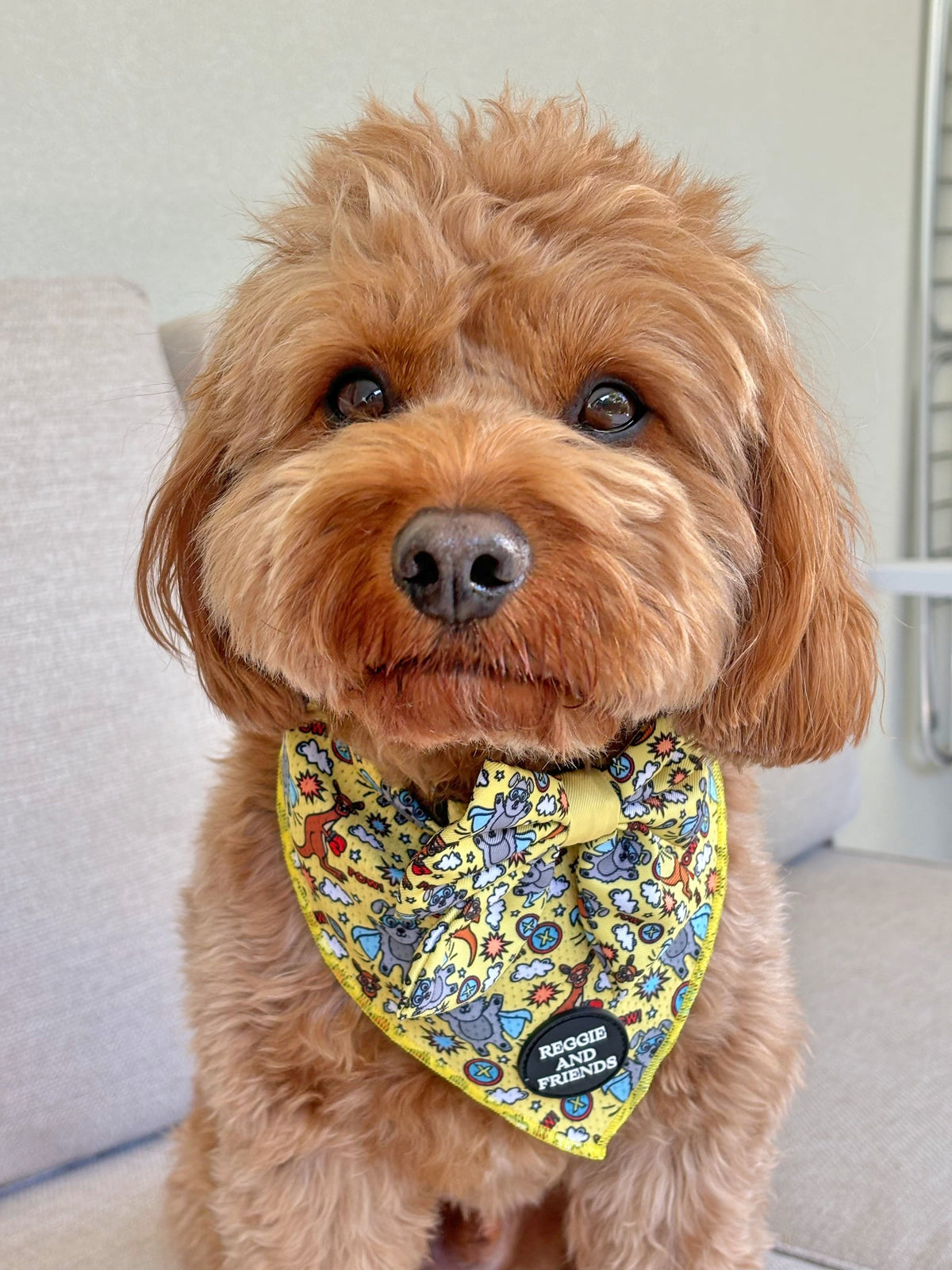 Washable Dog Scarf Australia Reggie and Friends