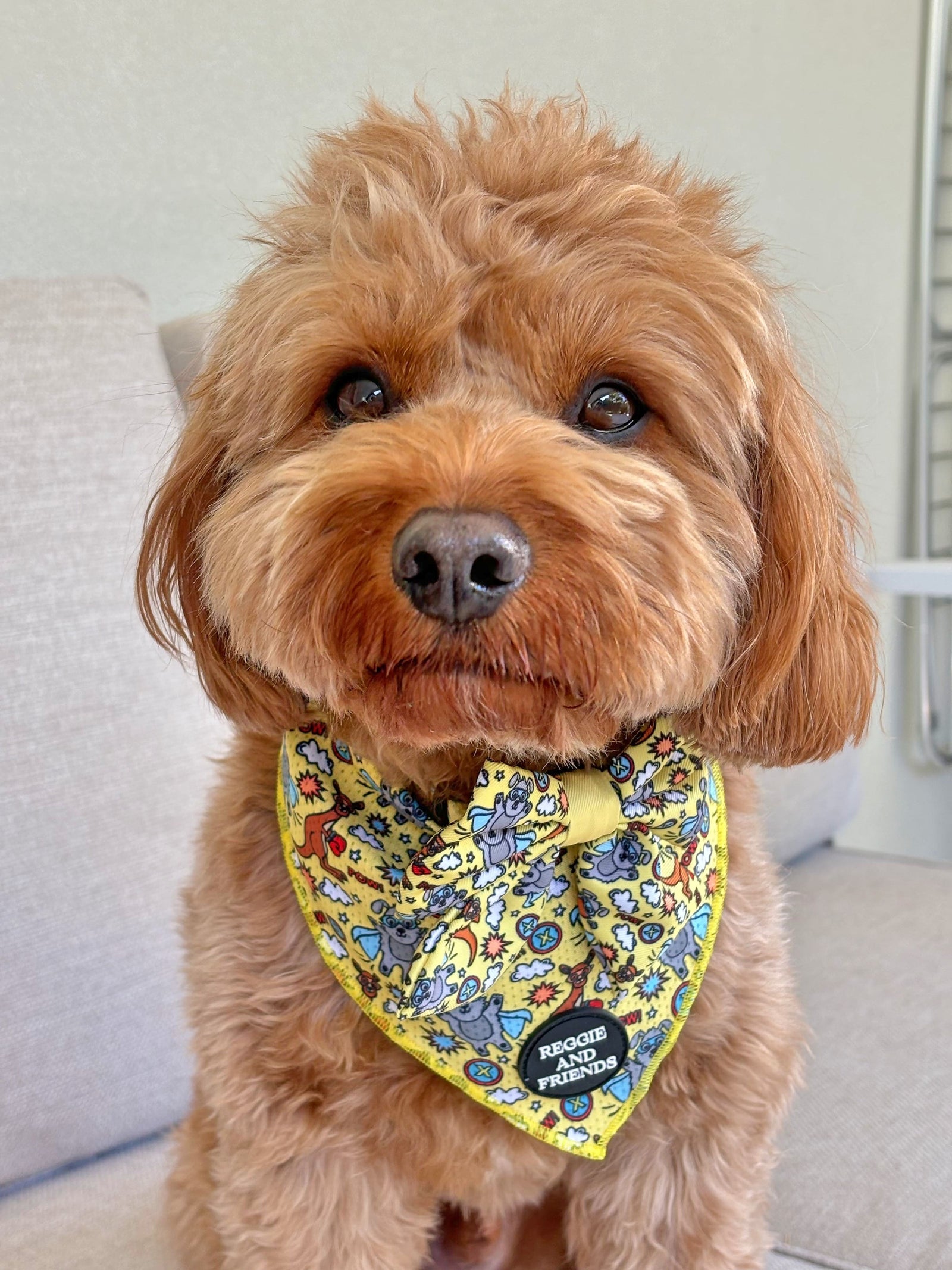 Washable Dog Scarf Australia Reggie and Friends