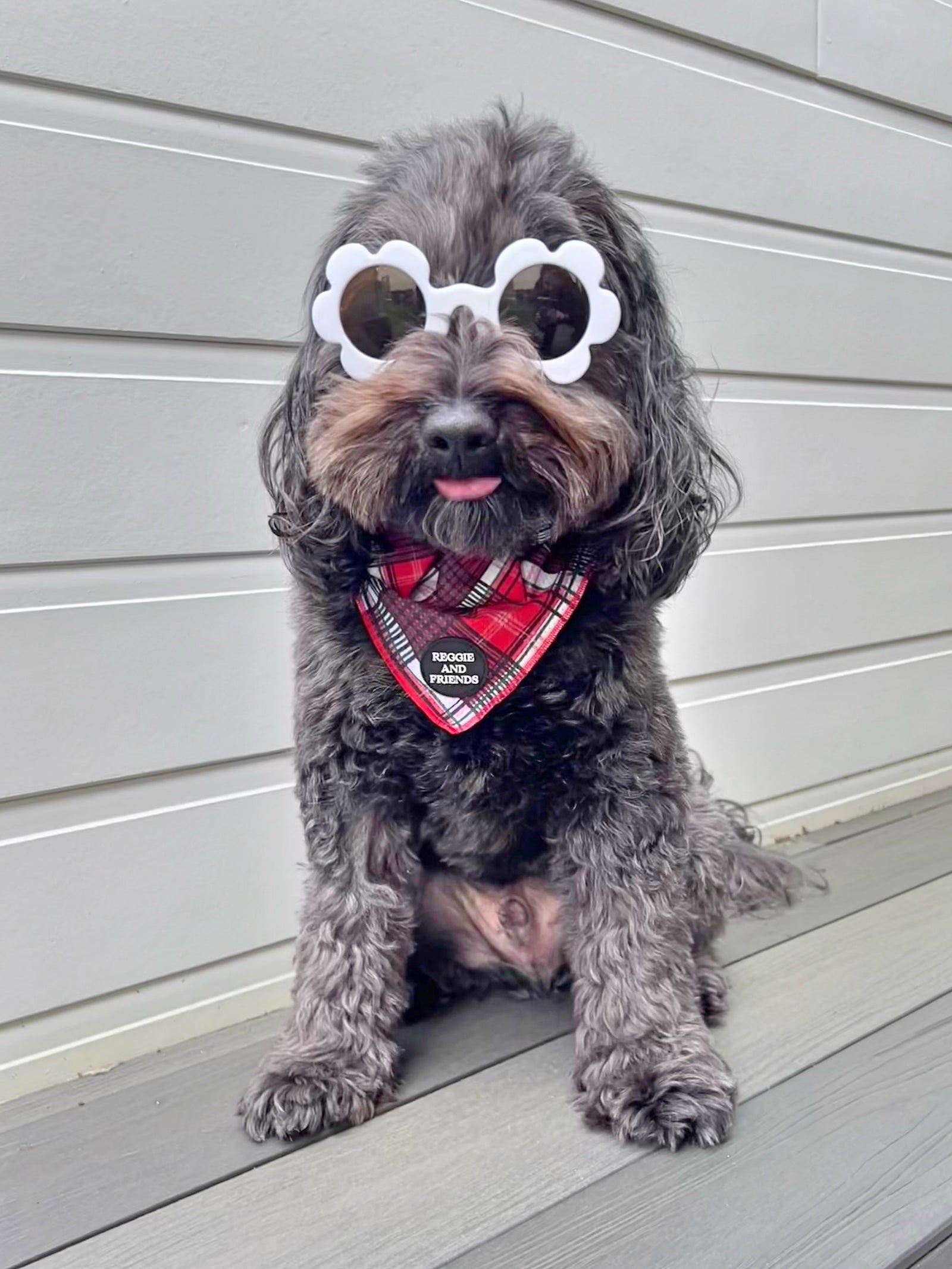 Pet Sunnies white large dogs Australia - Reggie and Friends