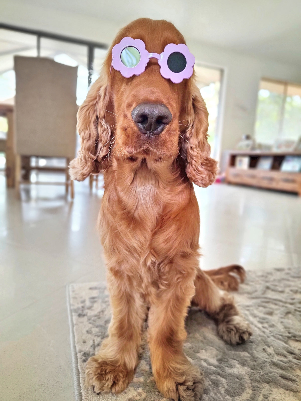 Purple Pet Sunglasses - Round small - Reggie and Friends