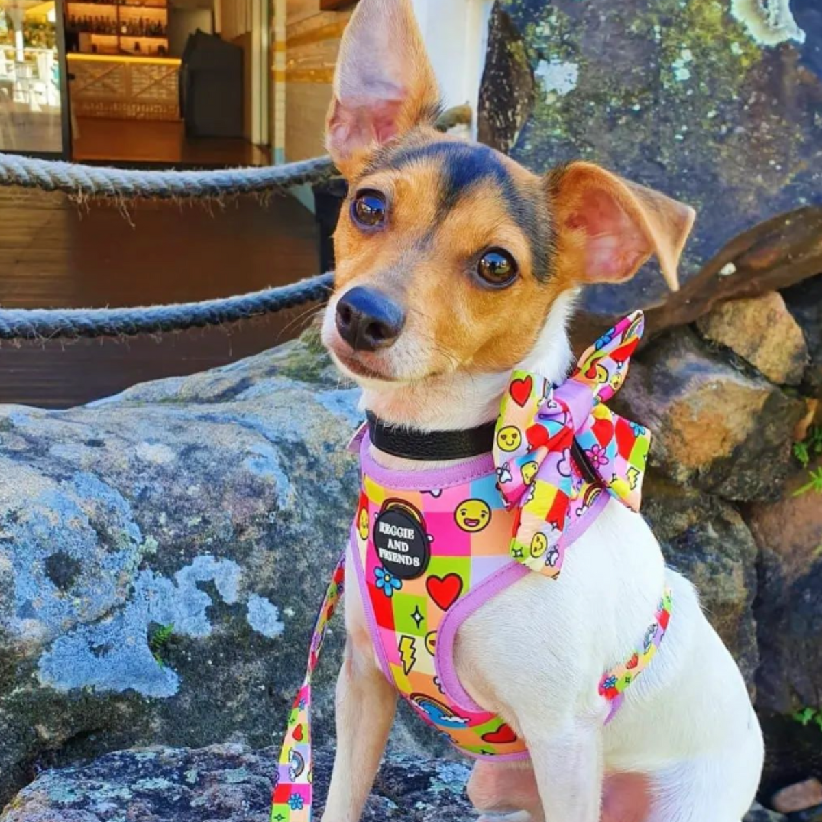 Foxy Adjustable Pet Harness - Reggie and Friends