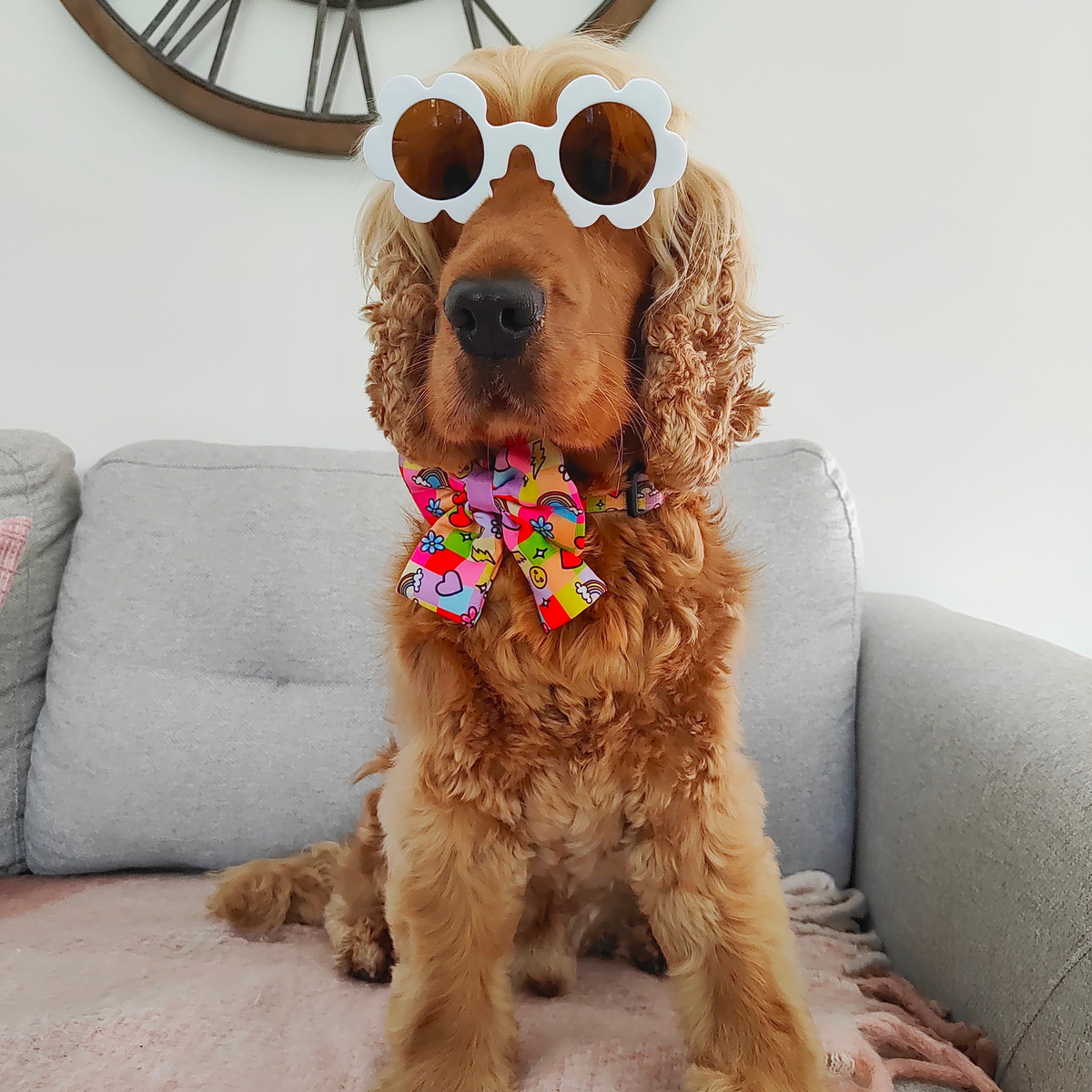 Instagram Pet Sunglasses - Reggie and Friends